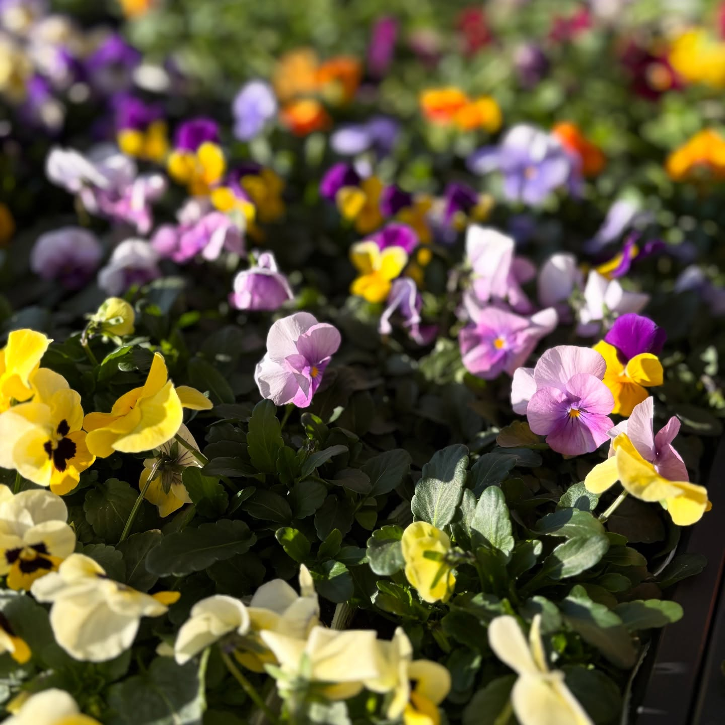 パンジー・ビオラ・スミレの苗が