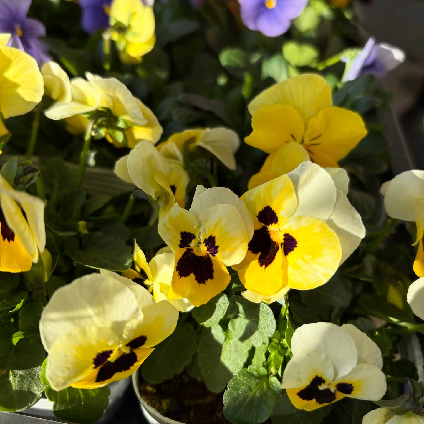 パンジー・ビオラ・スミレの苗が