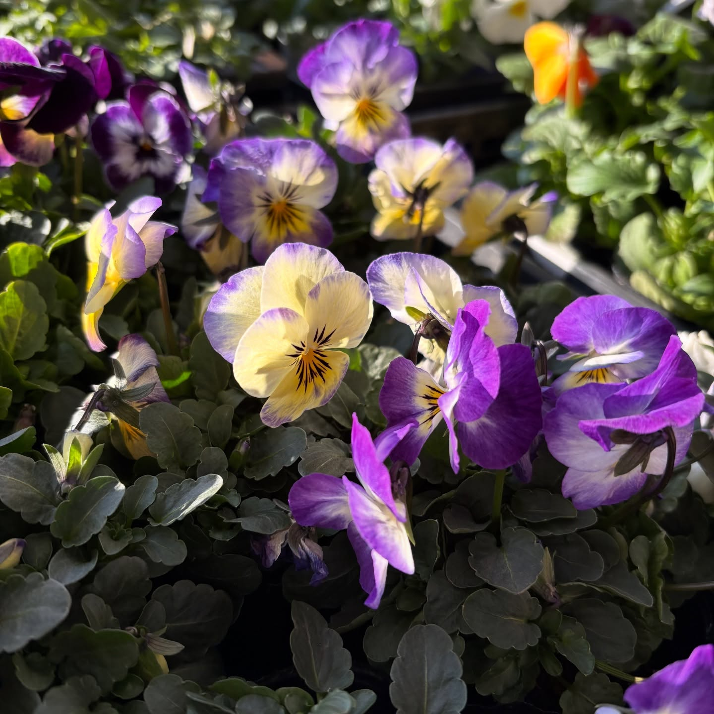 パンジー・ビオラ・スミレの苗が