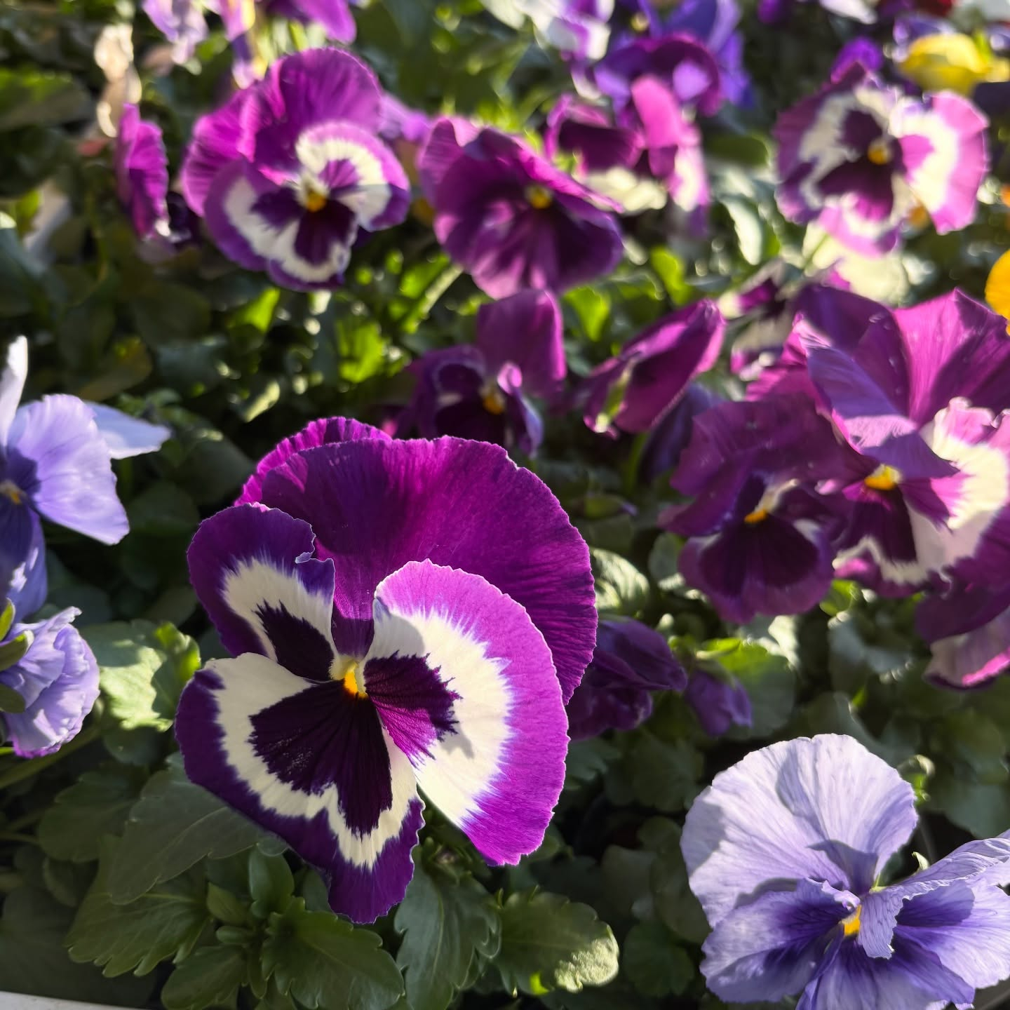 パンジー・ビオラ・スミレの苗が