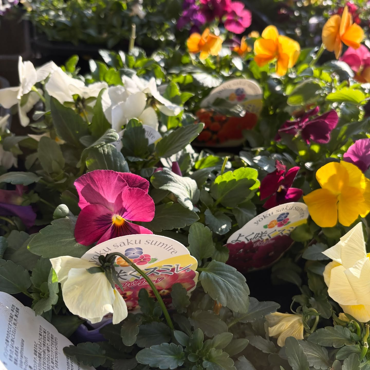 パンジー・ビオラ・スミレの苗が