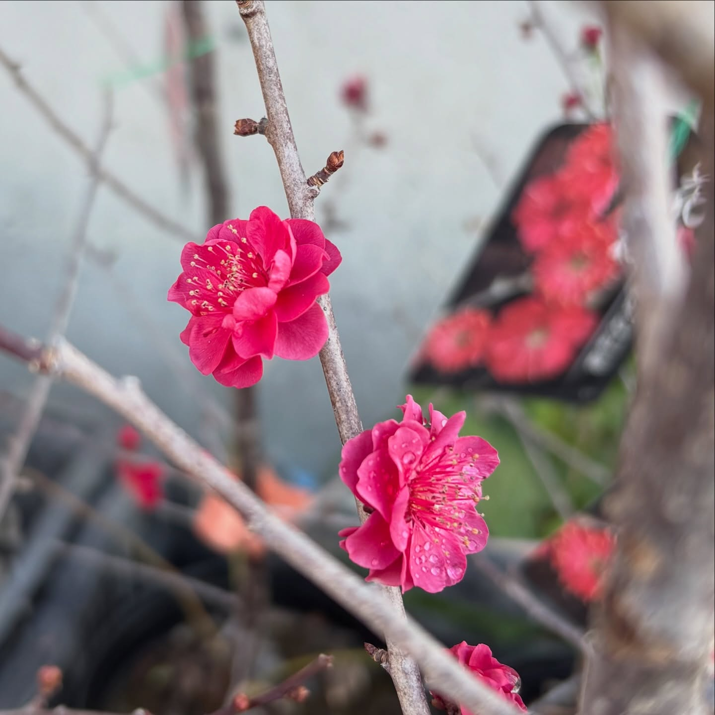 桜や梅の花が少しずつ咲き始めました🌸