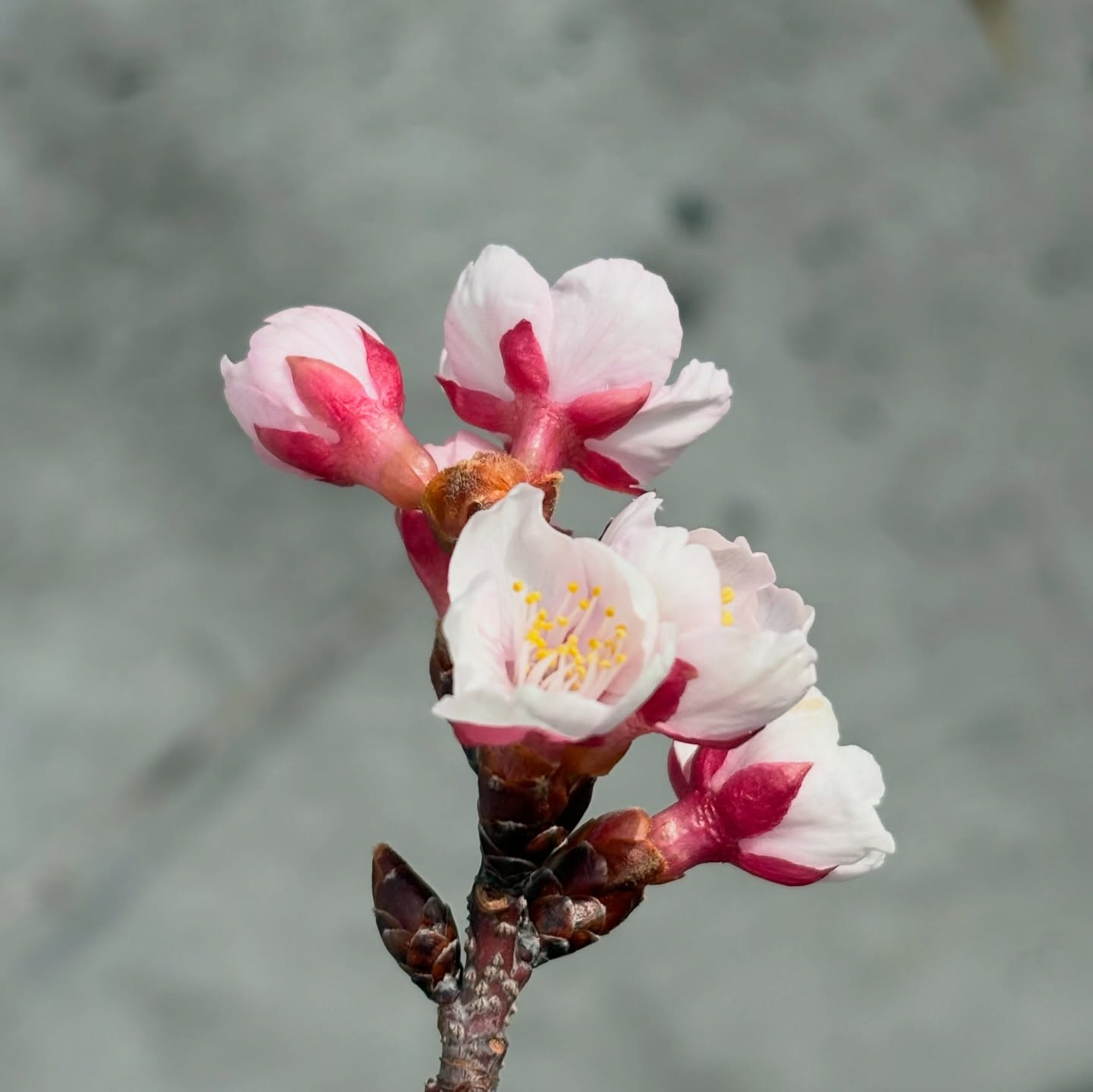 桜や梅の花が少しずつ咲き始めました🌸
