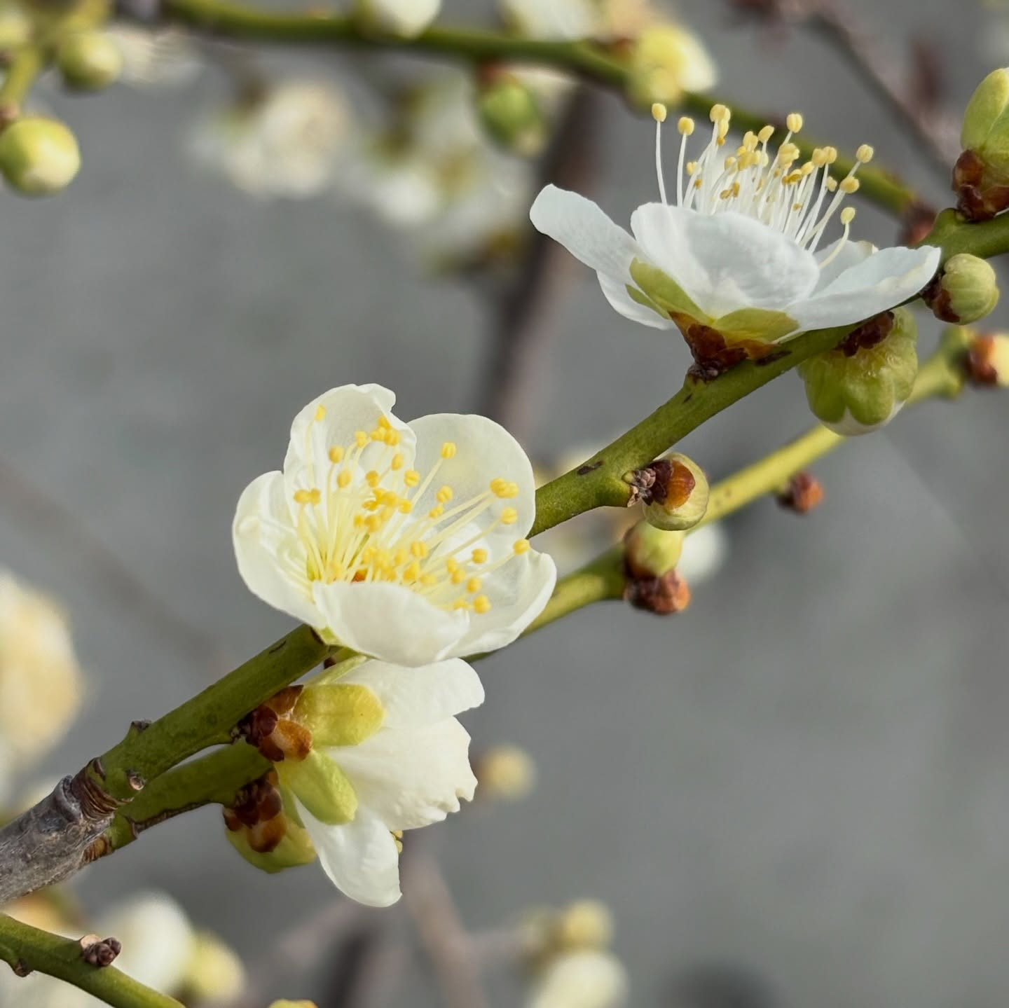 桜や梅の花が少しずつ咲き始めました🌸