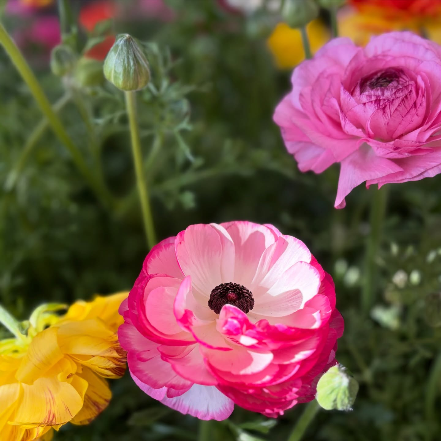 春の花苗がたくさん入荷しました🌸🌿