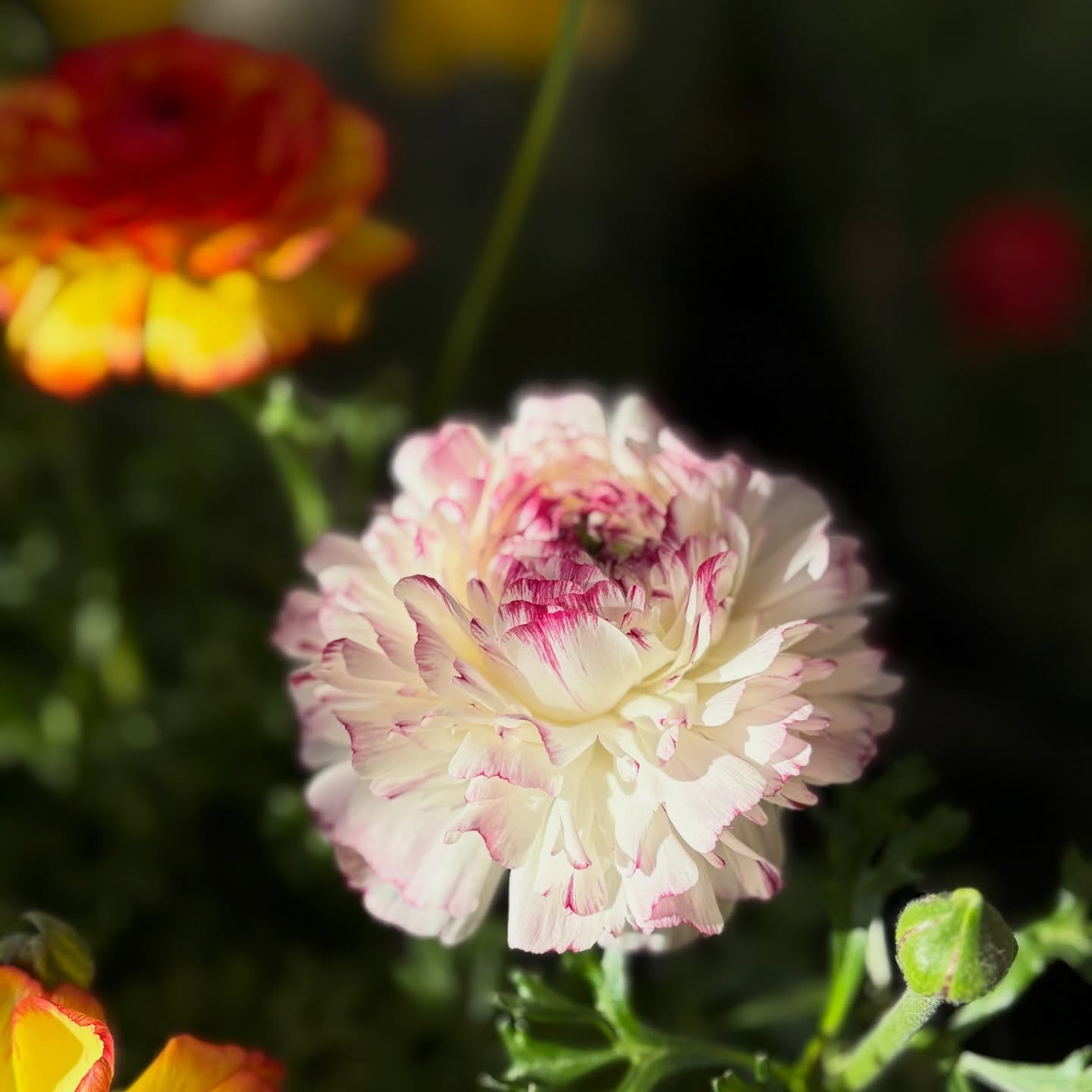 春の花苗がたくさん入荷しました🌸🌿