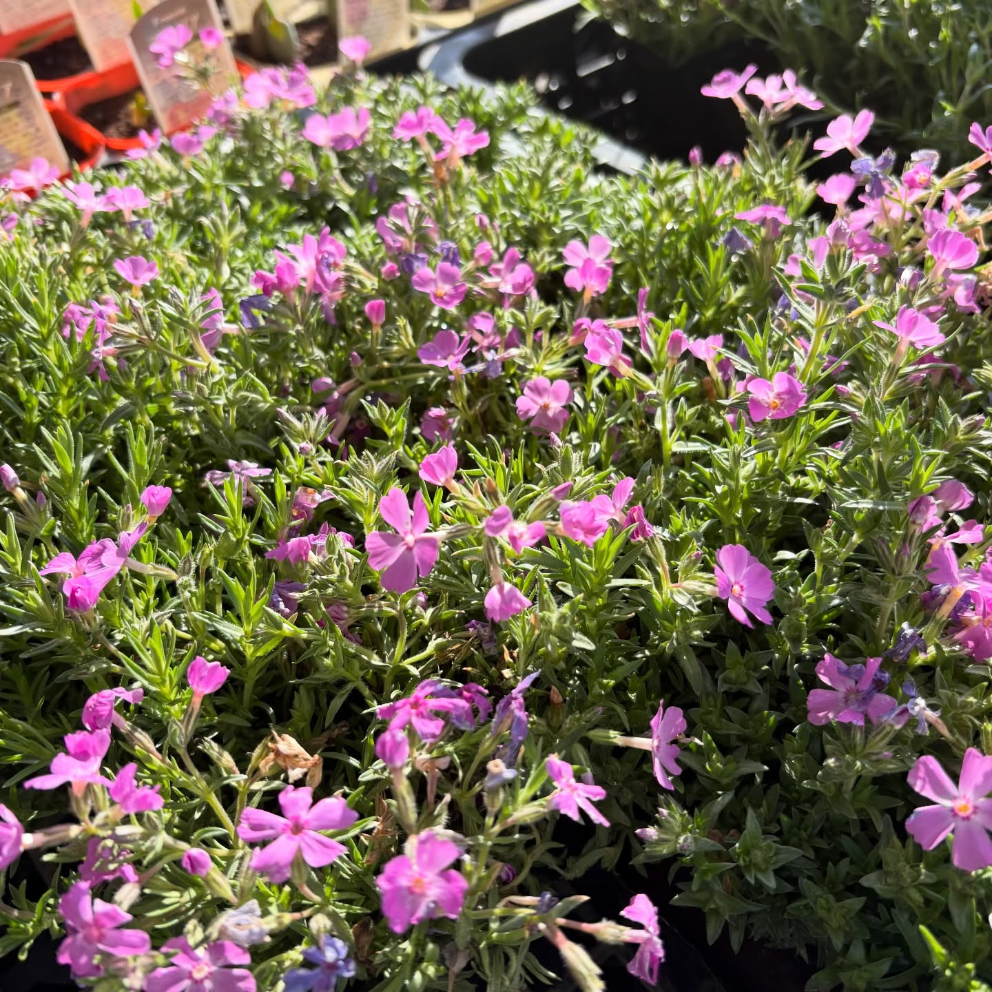 春の花苗がたくさん入荷しました🌸🌿