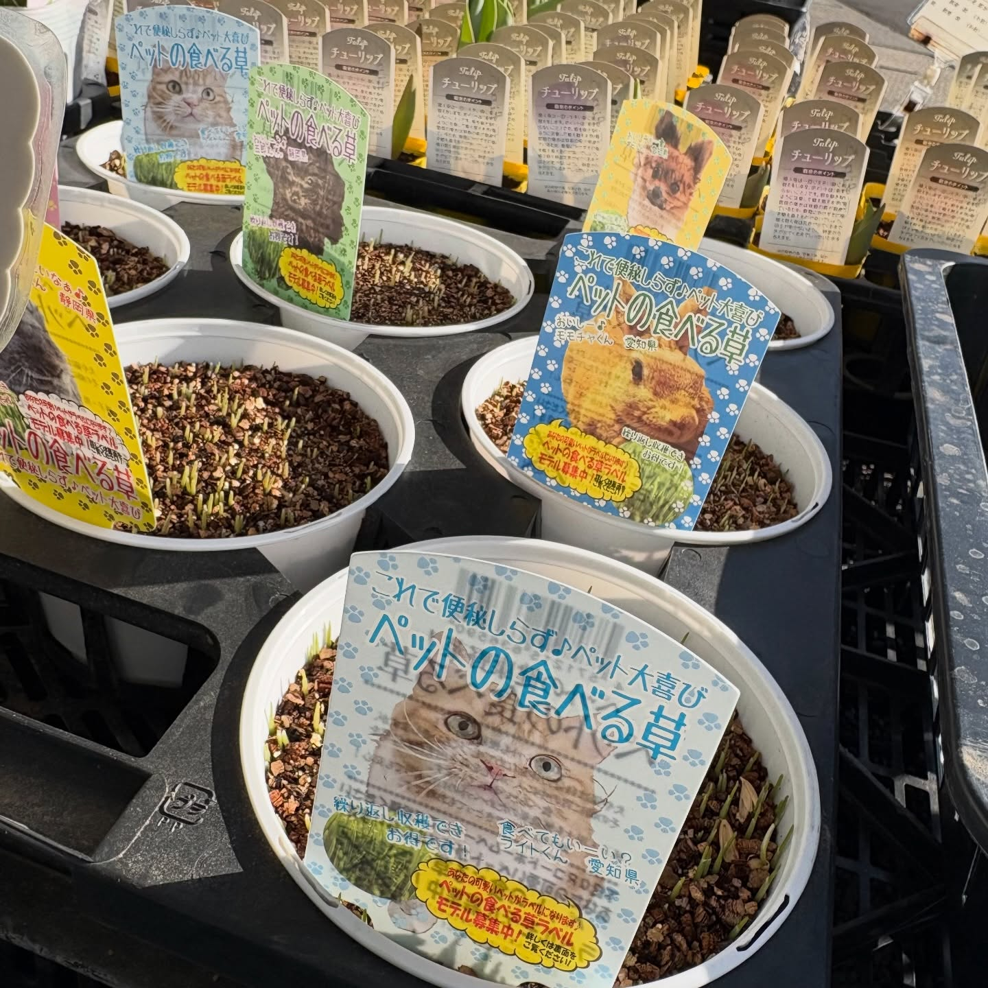 春の花苗がたくさん入荷しました🌸🌿