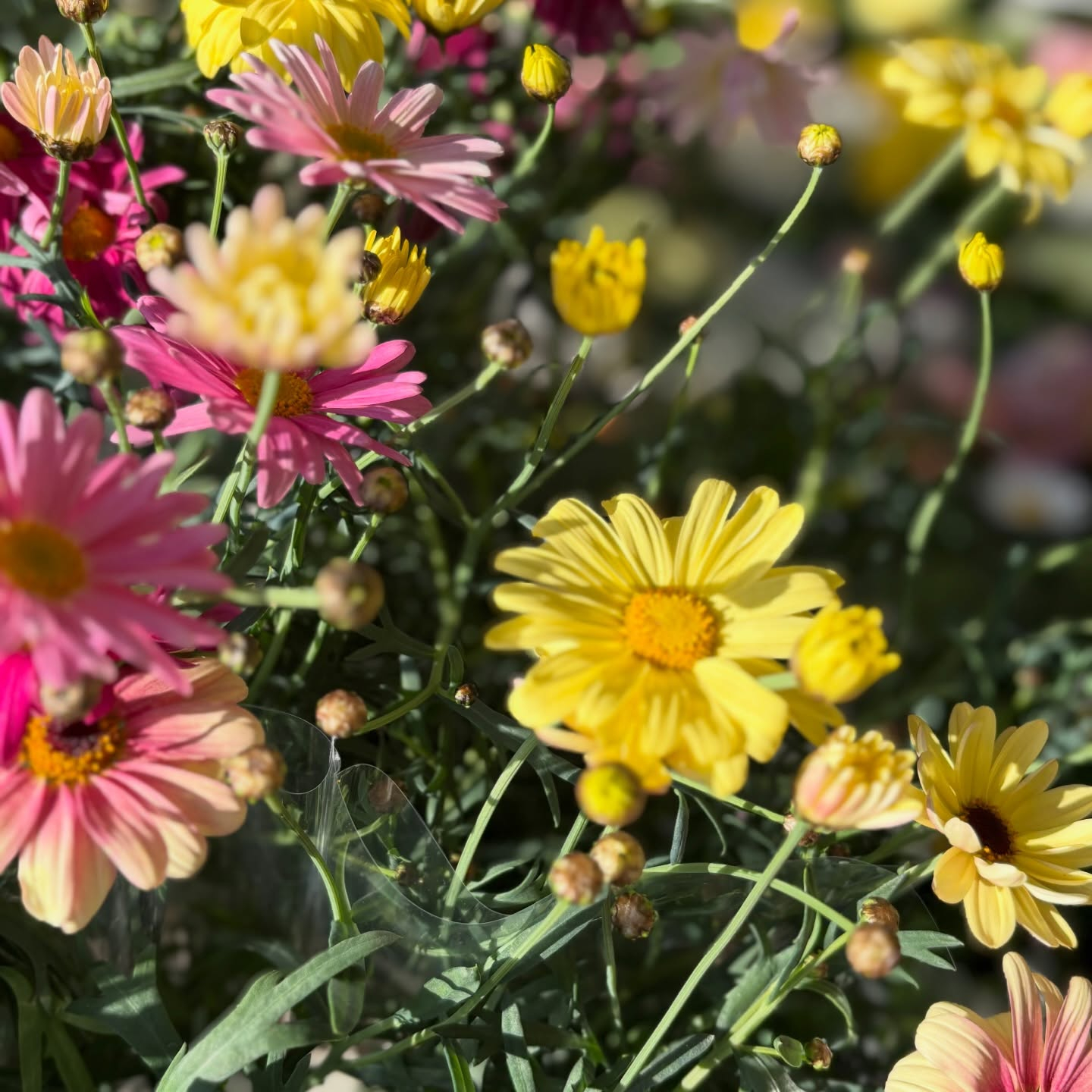 春の花苗がたくさん入荷しました🌸🌿