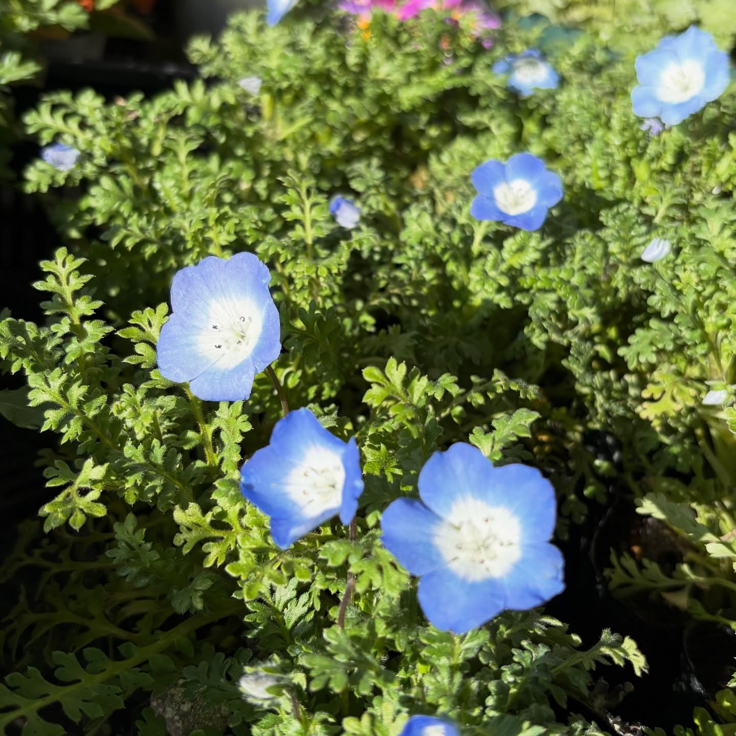 春の花苗がたくさん入荷しました🌸🌿