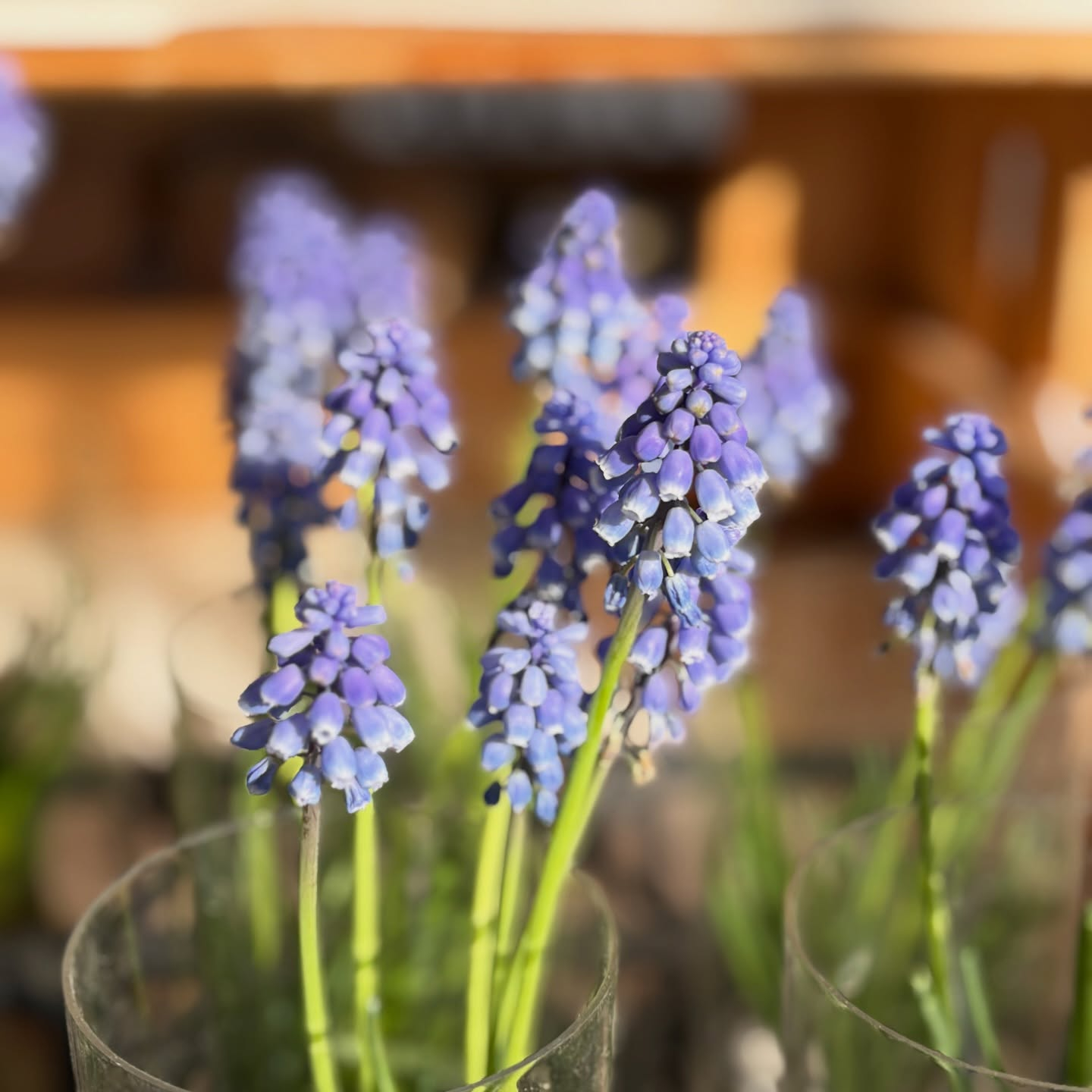 春の花苗がたくさん入荷しました🌸🌿
