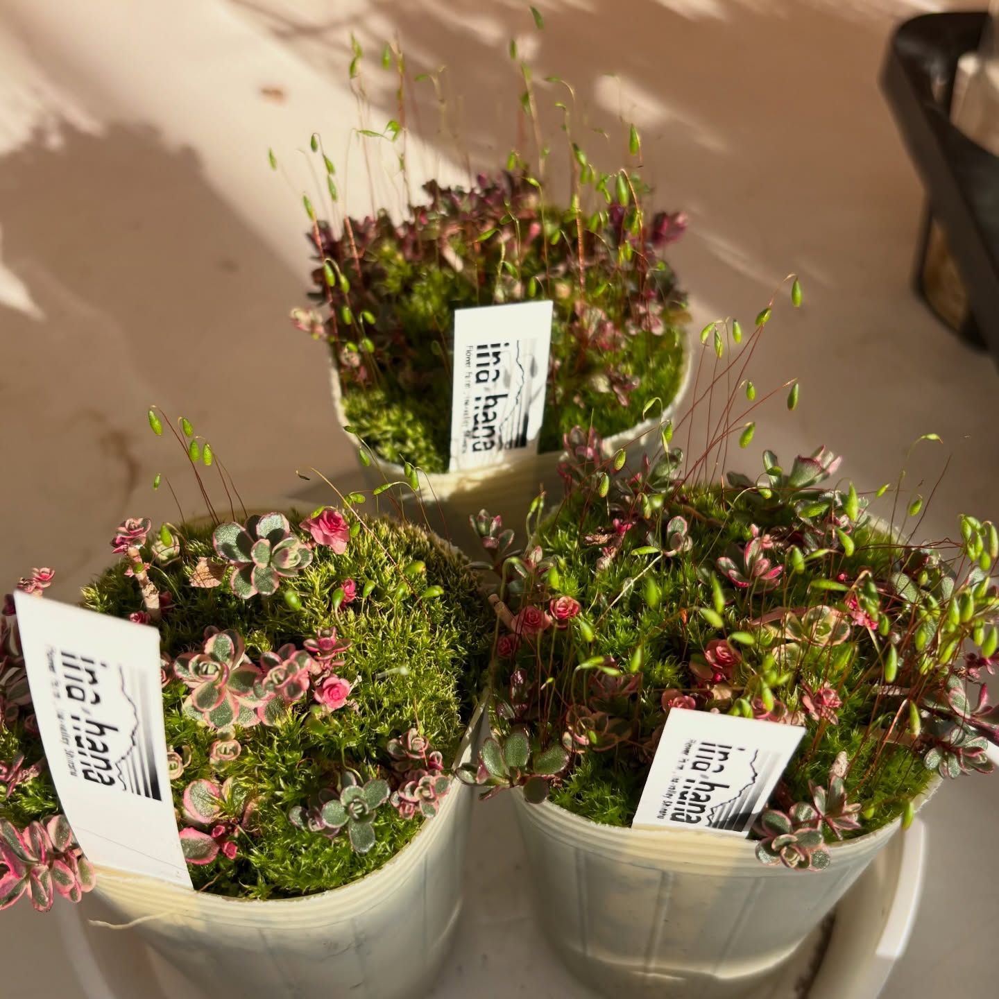 春の花苗がたくさん入荷しました🌸🌿