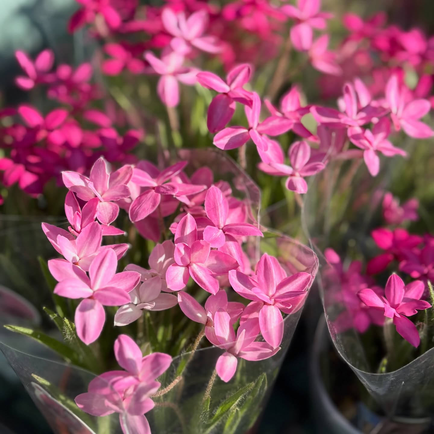 春の花苗がたくさん入荷しました🌸🌿