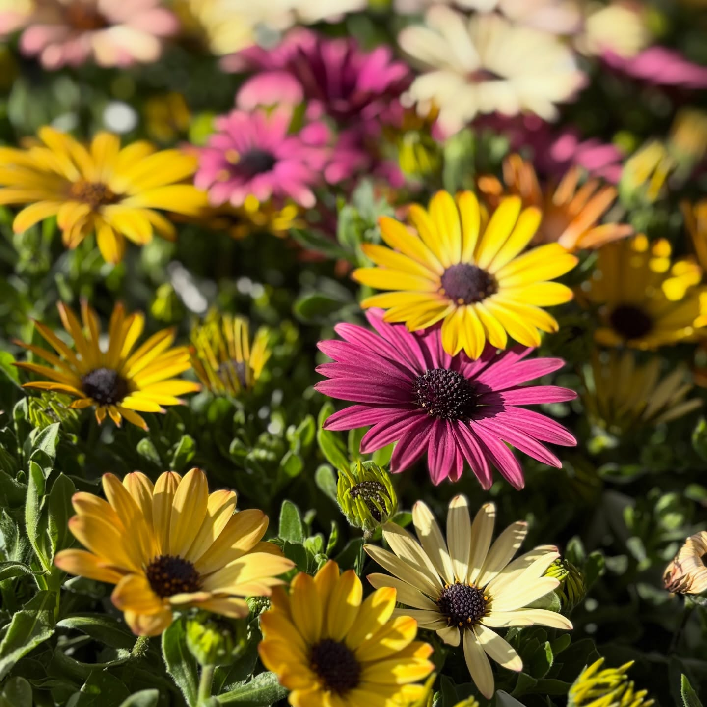 春の花苗がたくさん入荷しました🌸🌿