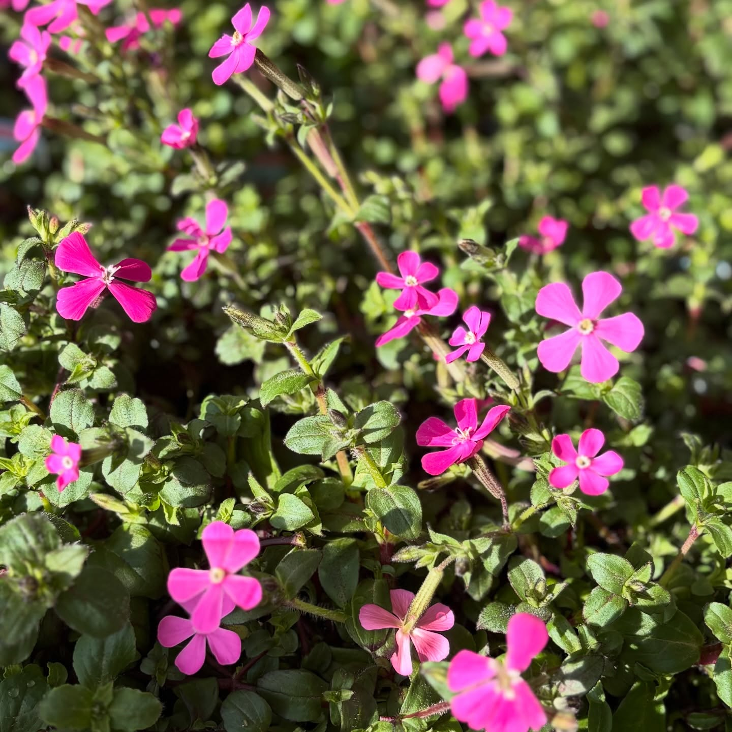 春の花苗がたくさん入荷しました🌸🌿