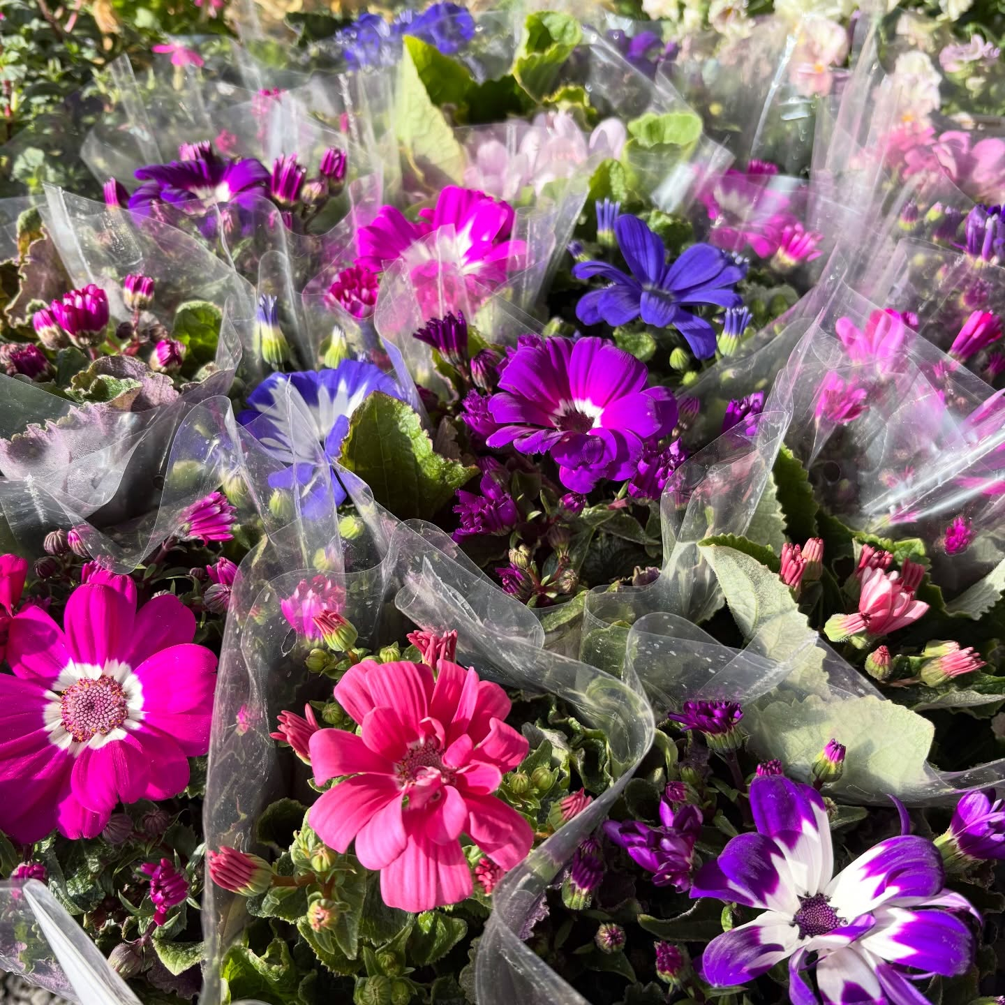 春の花苗がたくさん入荷しました🌸🌿