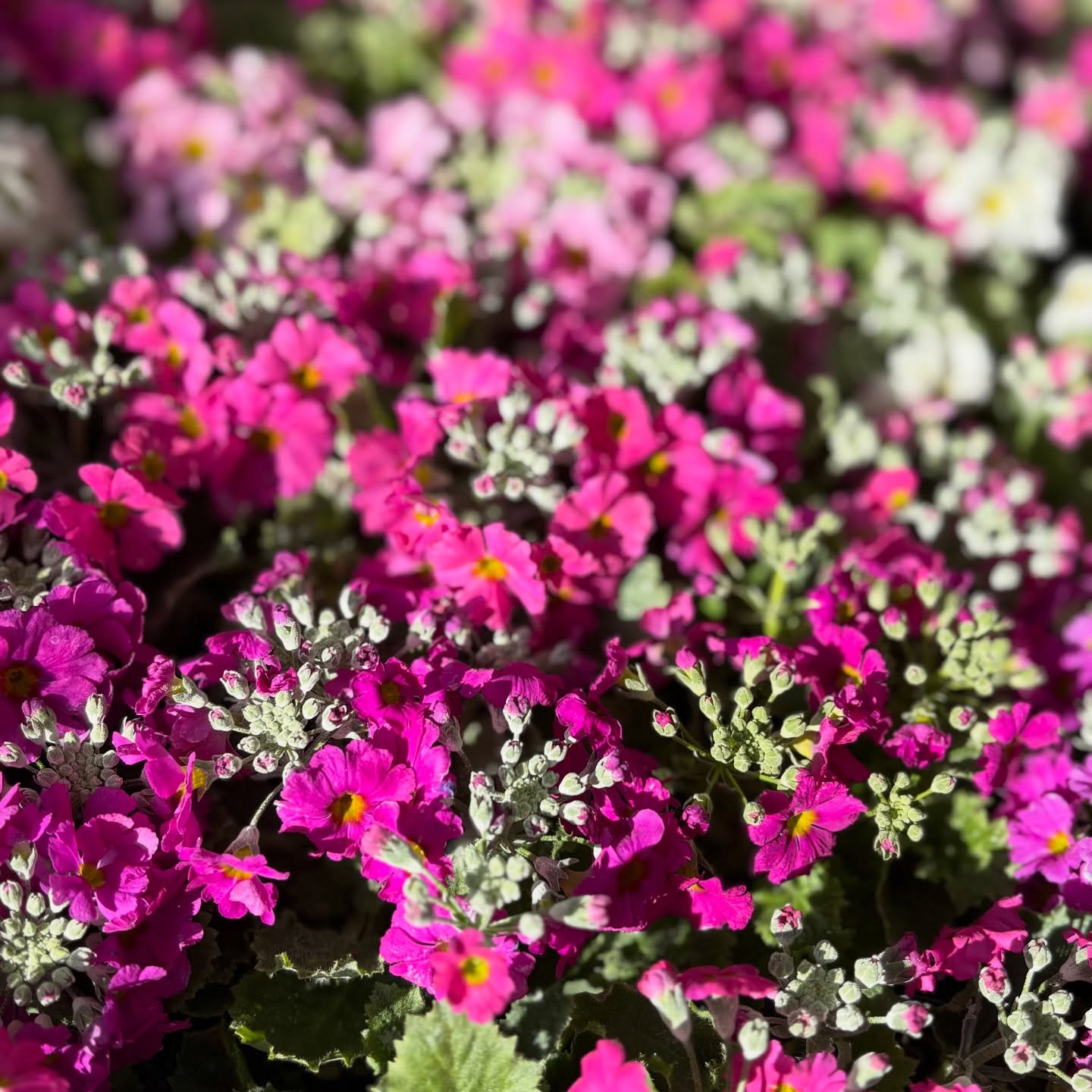 春の花苗がたくさん入荷しました🌸🌿