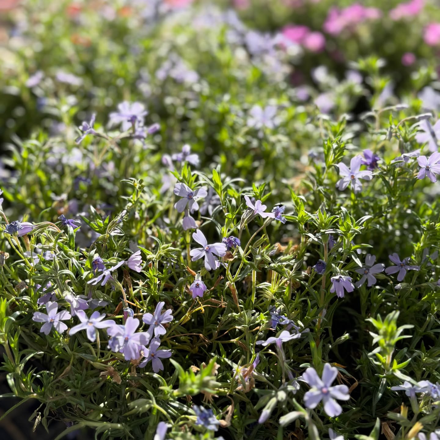 春の花苗がたくさん入荷しました🌸🌿