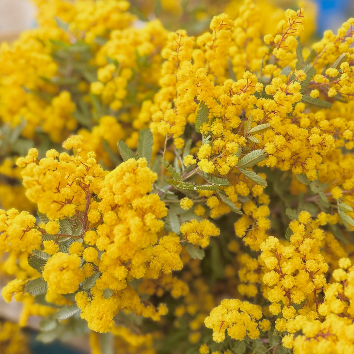 ミモザの季節になりました🌼
