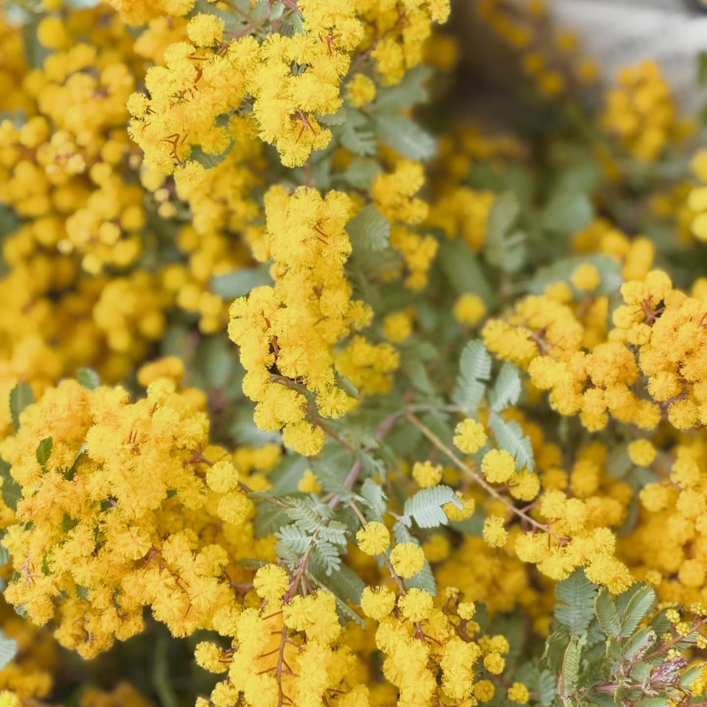 ミモザの季節になりました🌼