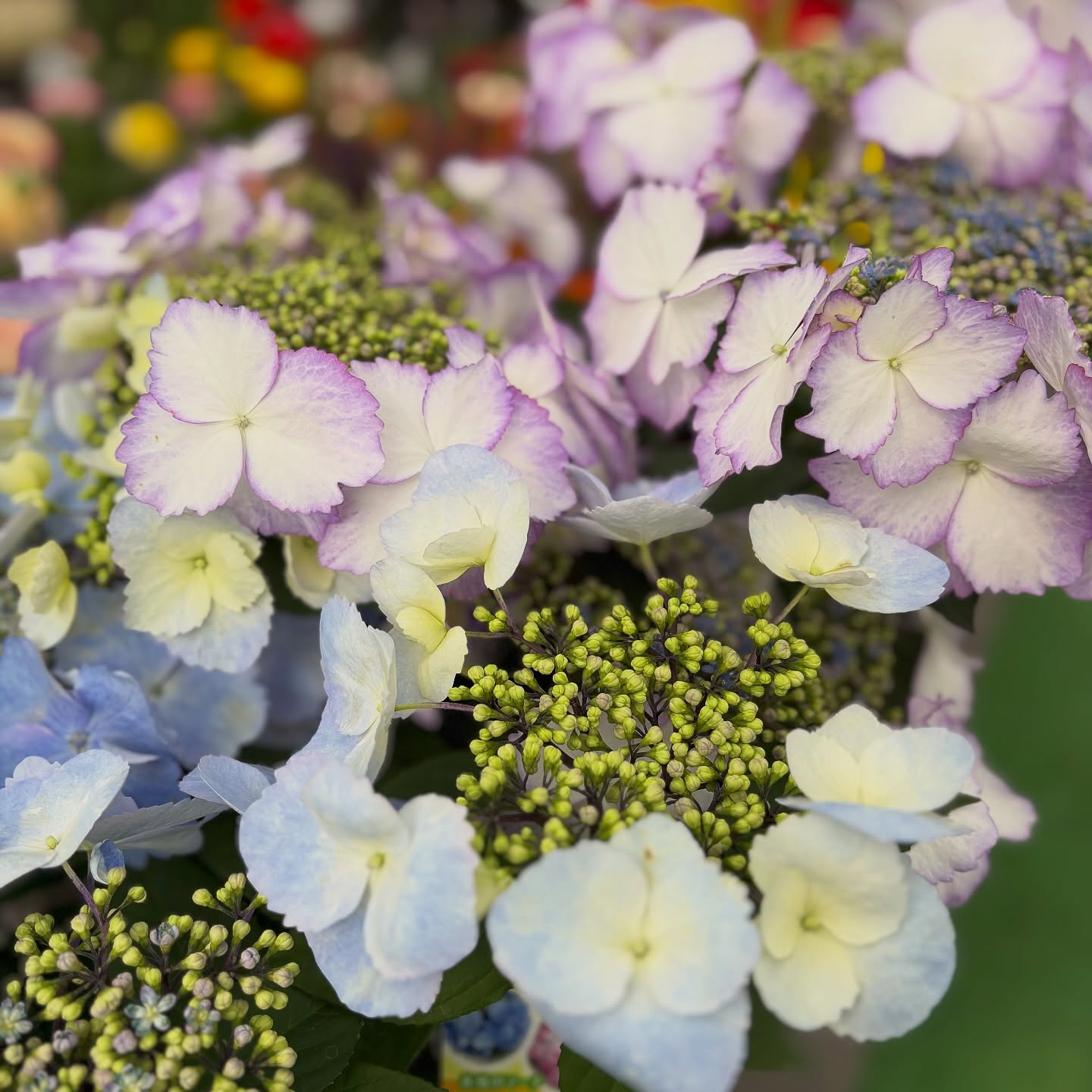 可愛いお花がたくさん入荷しました🌷´-