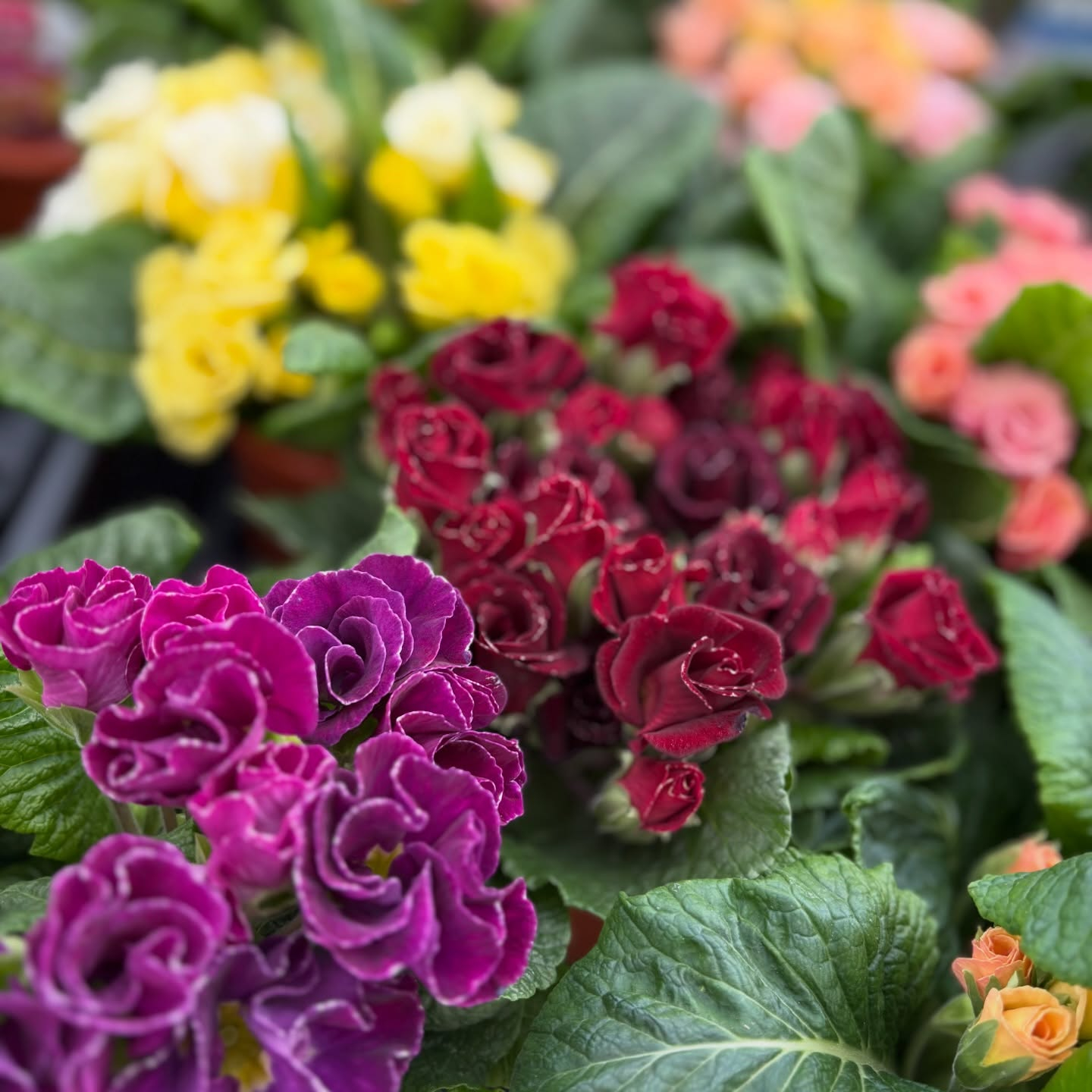 可愛いお花がたくさん入荷しました🌷´-