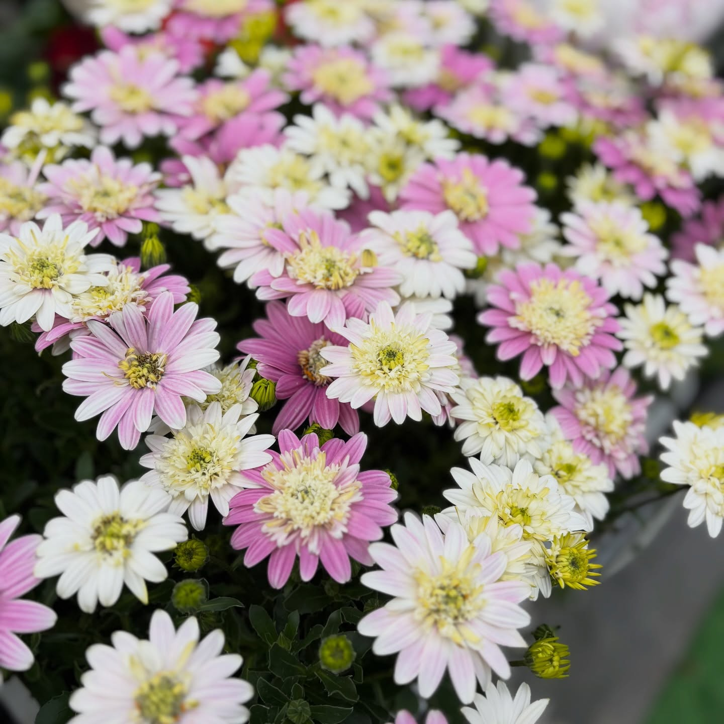 可愛いお花がたくさん入荷しました🌷´-