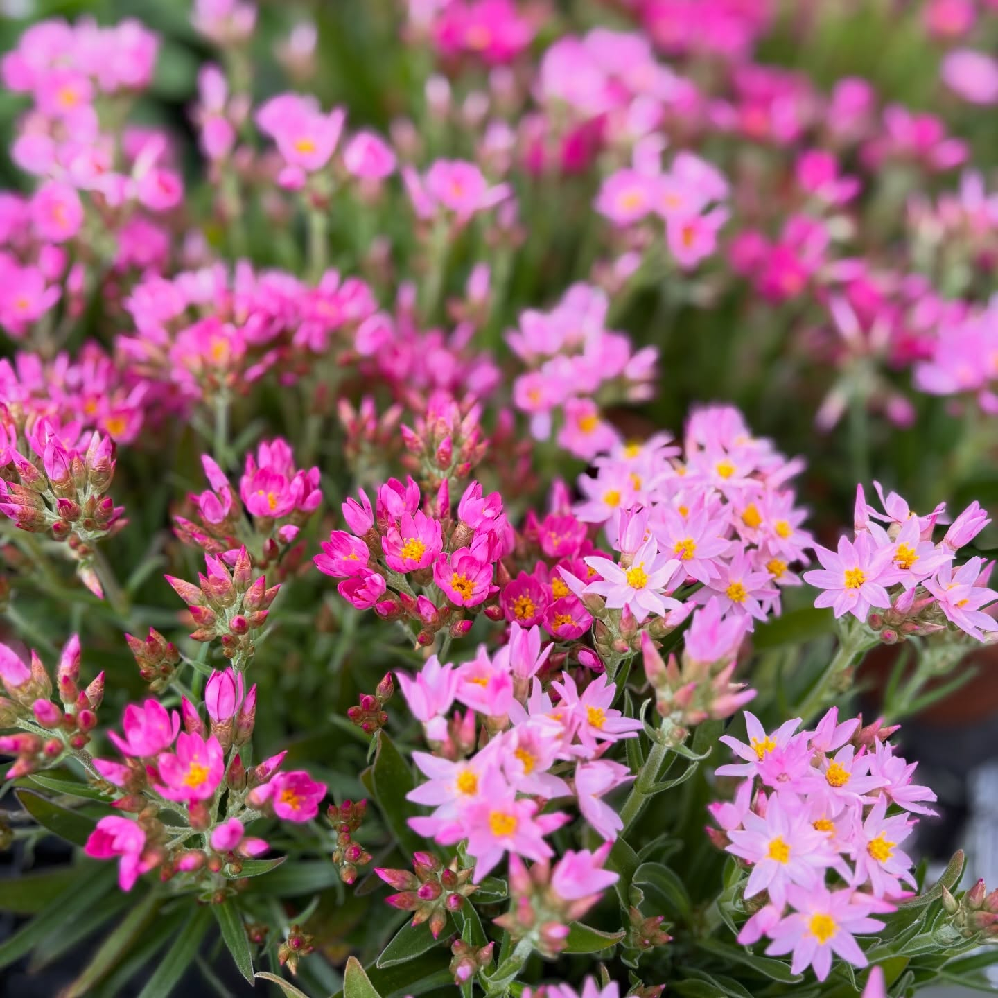 可愛いお花がたくさん入荷しました🌷´-