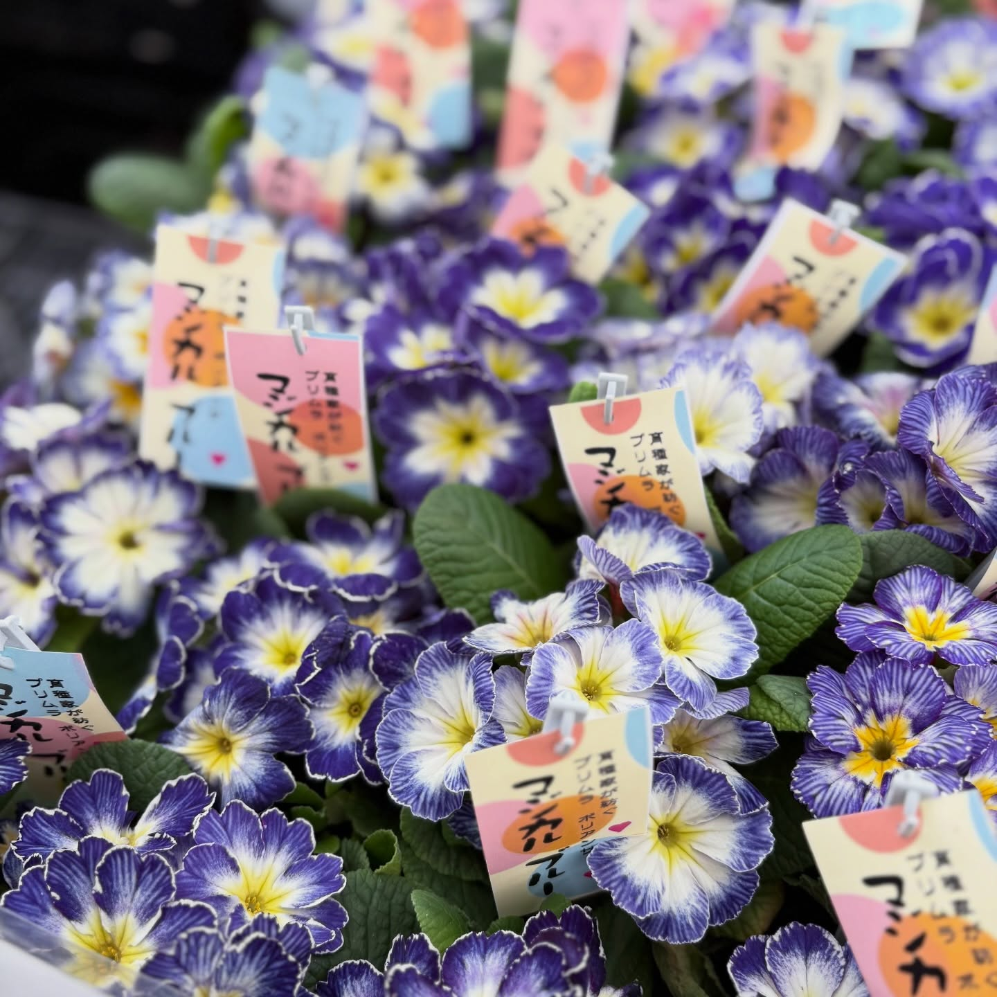 可愛いお花がたくさん入荷しました🌷´-