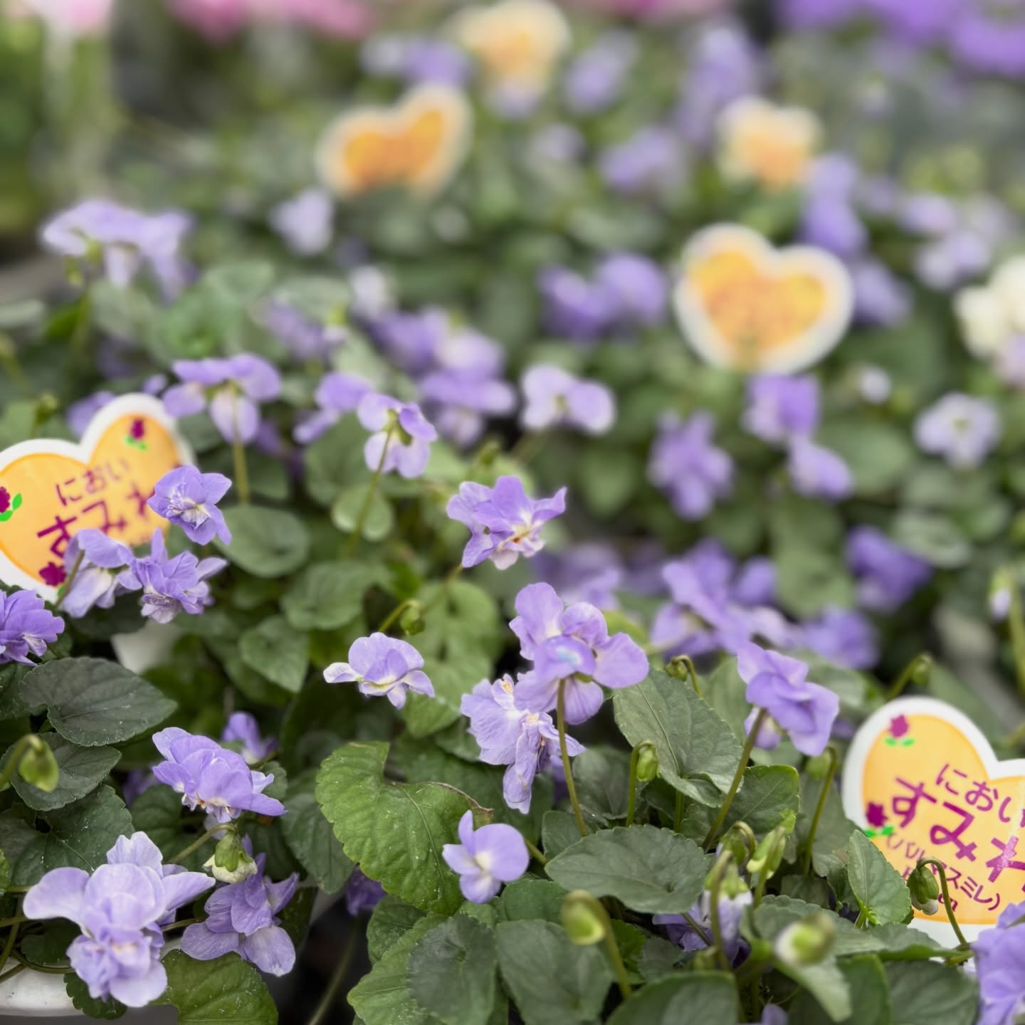 可愛いお花がたくさん入荷しました🌷´-