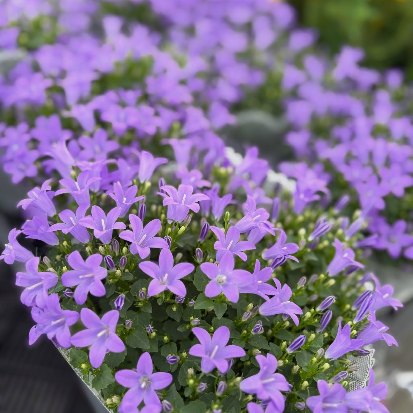 可愛いお花がたくさん入荷しました🌷´-