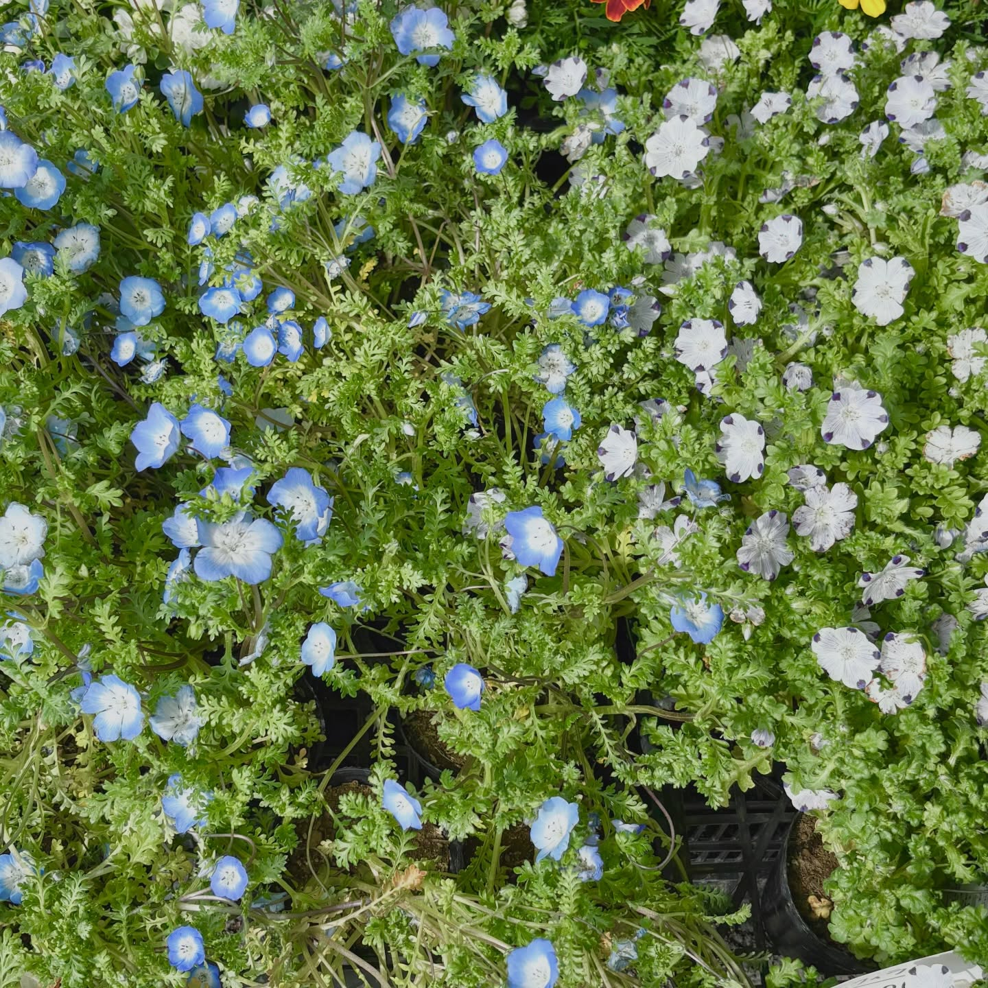 大人気のネモフィラが入荷しています🎶