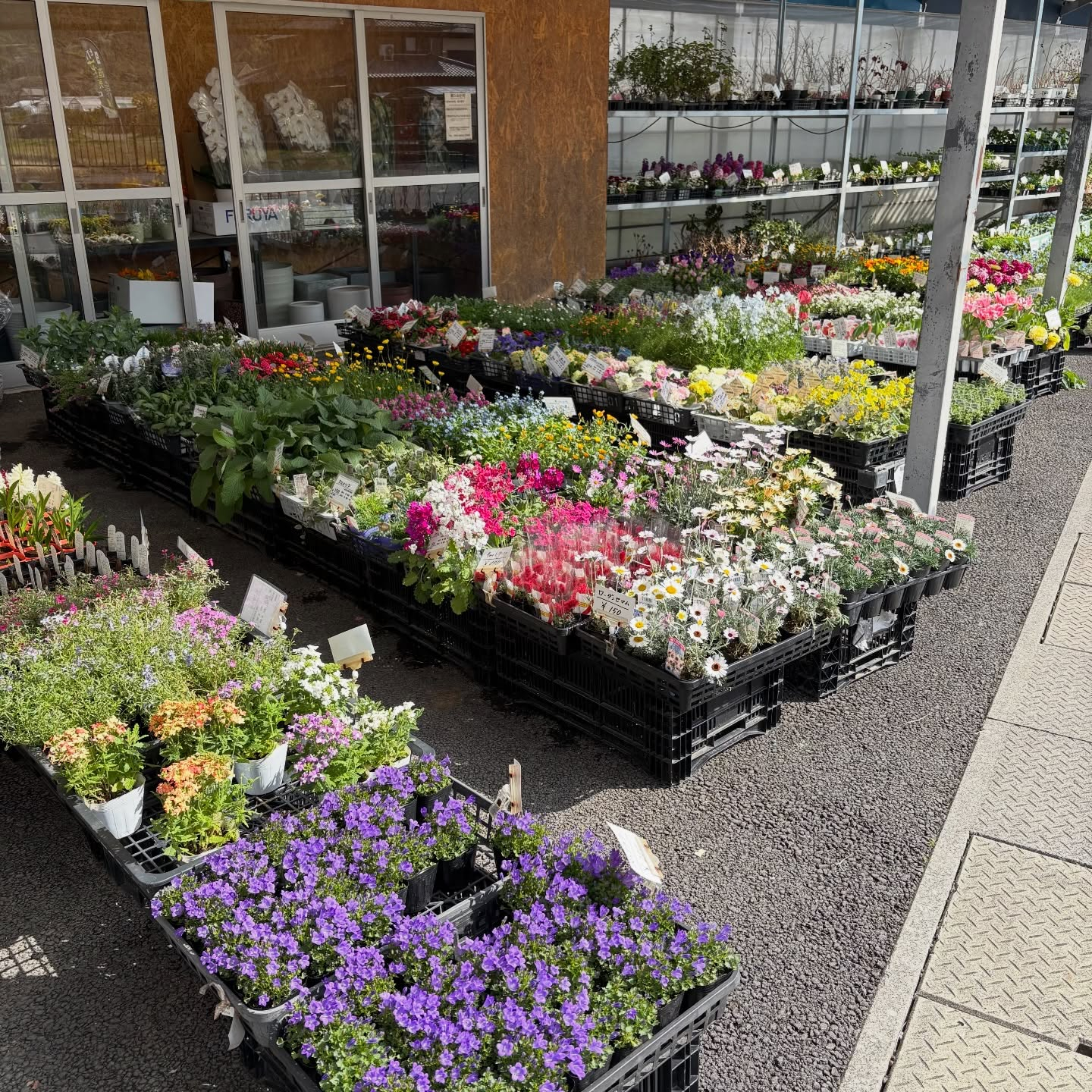 大人気のネモフィラが入荷しています🎶