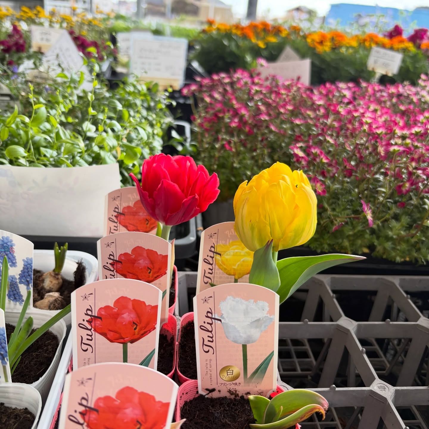 大人気のネモフィラが入荷しています🎶