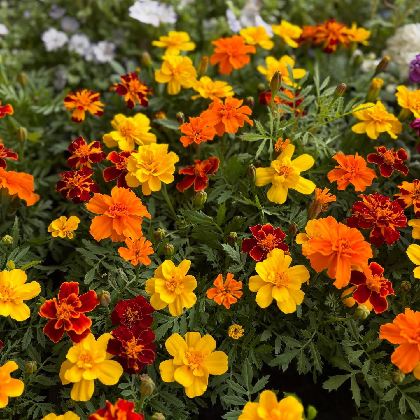 大人気のネモフィラが入荷しています🎶