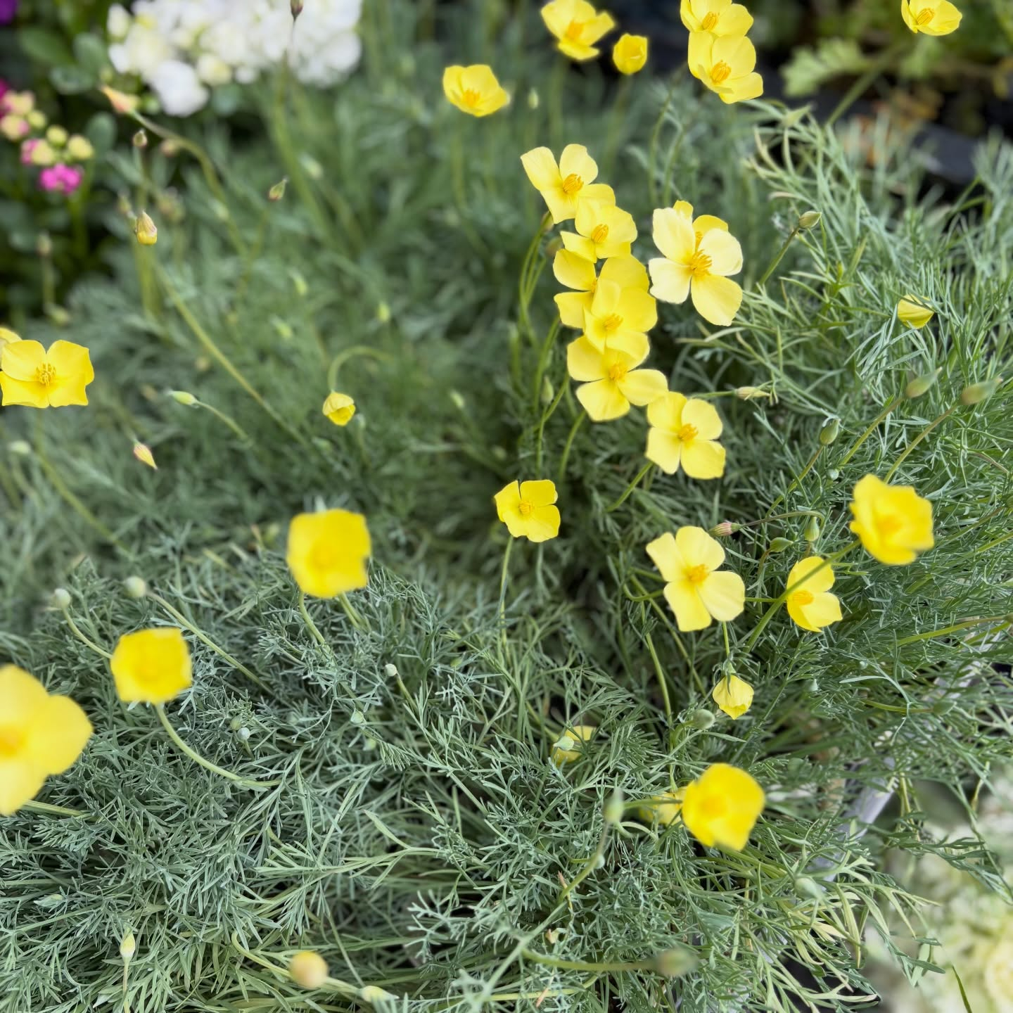 大人気のネモフィラが入荷しています🎶