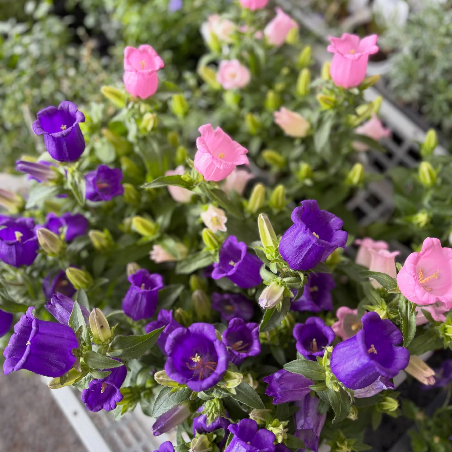 大人気のネモフィラが入荷しています🎶