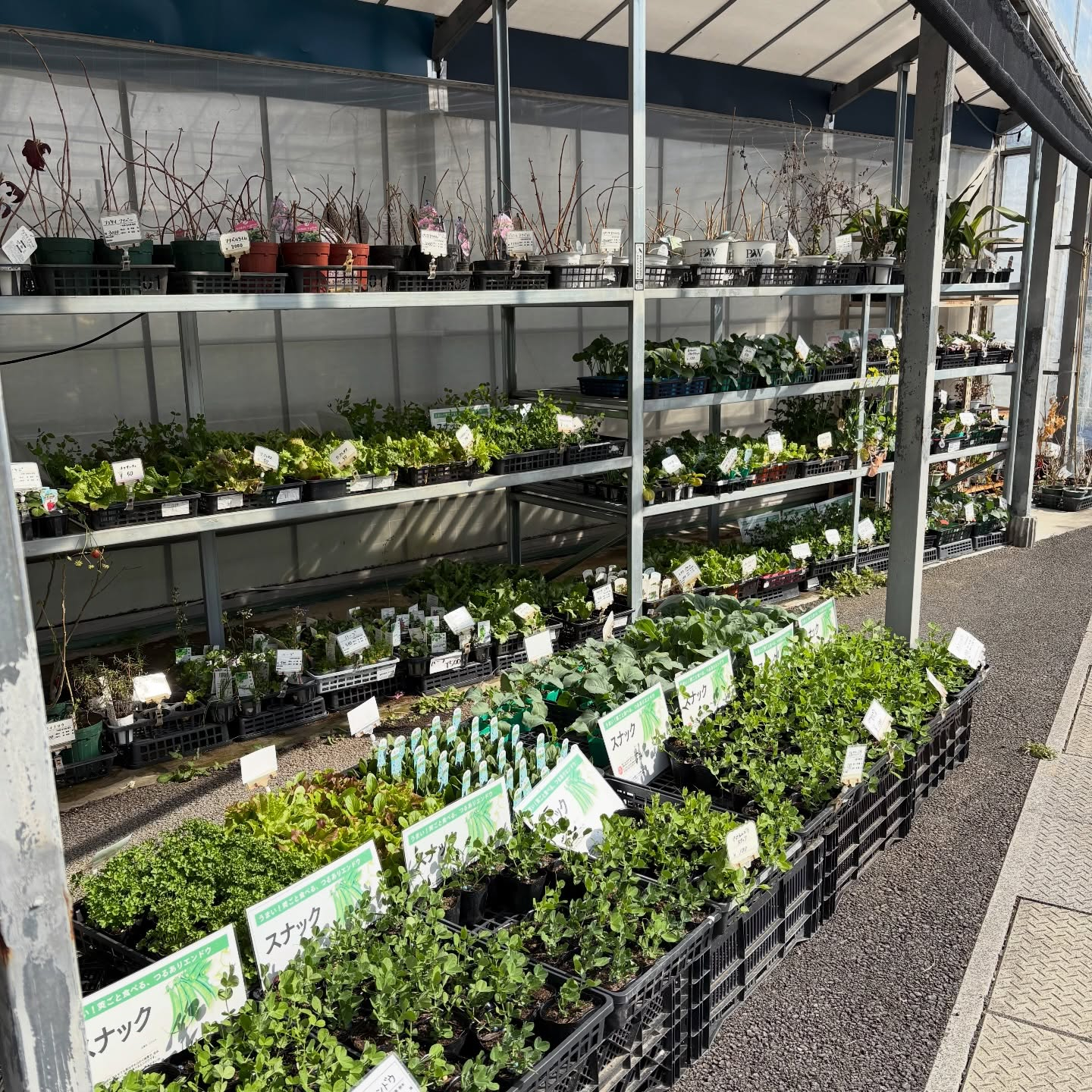 大人気のネモフィラが入荷しています🎶