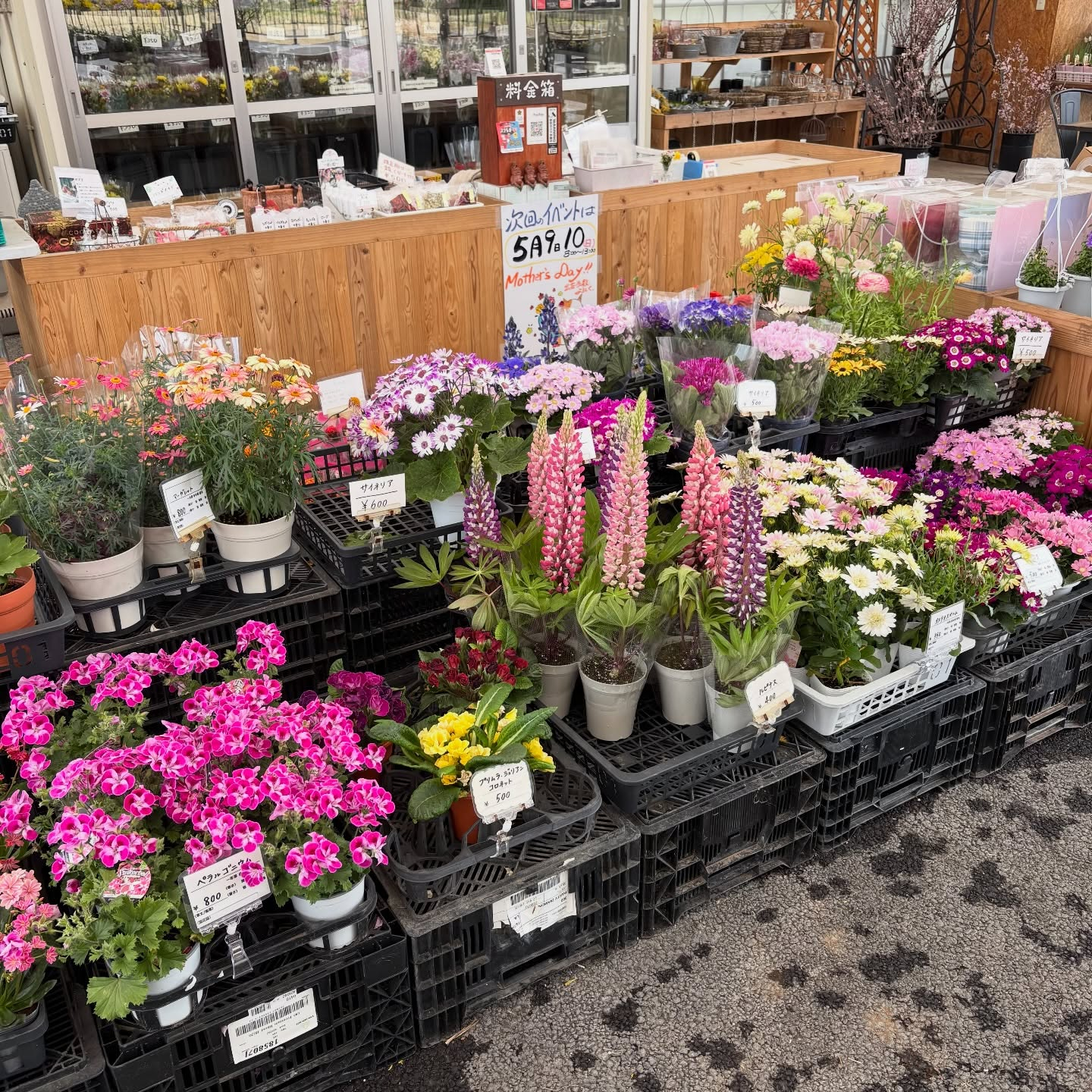 大人気のネモフィラが入荷しています🎶