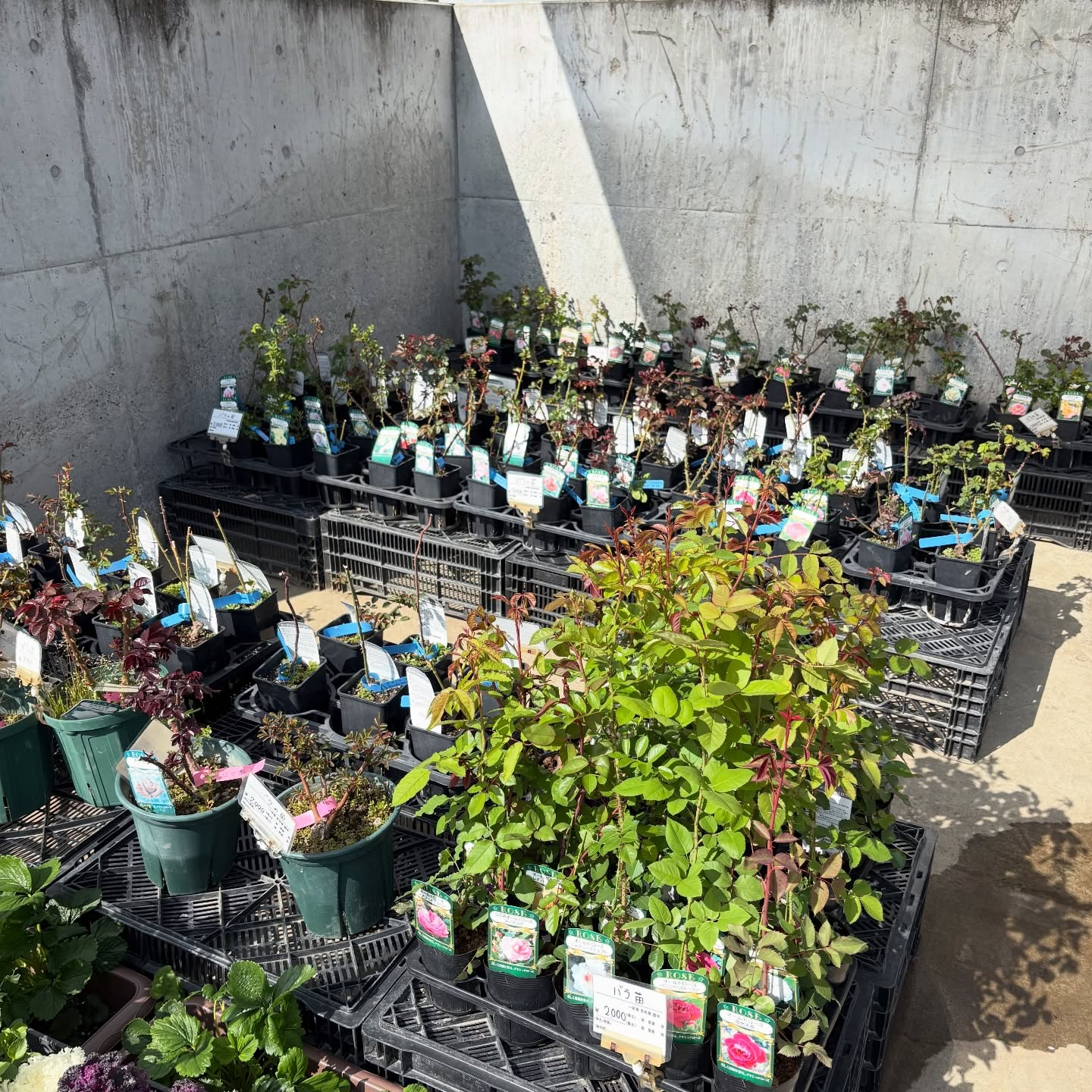 大人気のネモフィラが入荷しています🎶