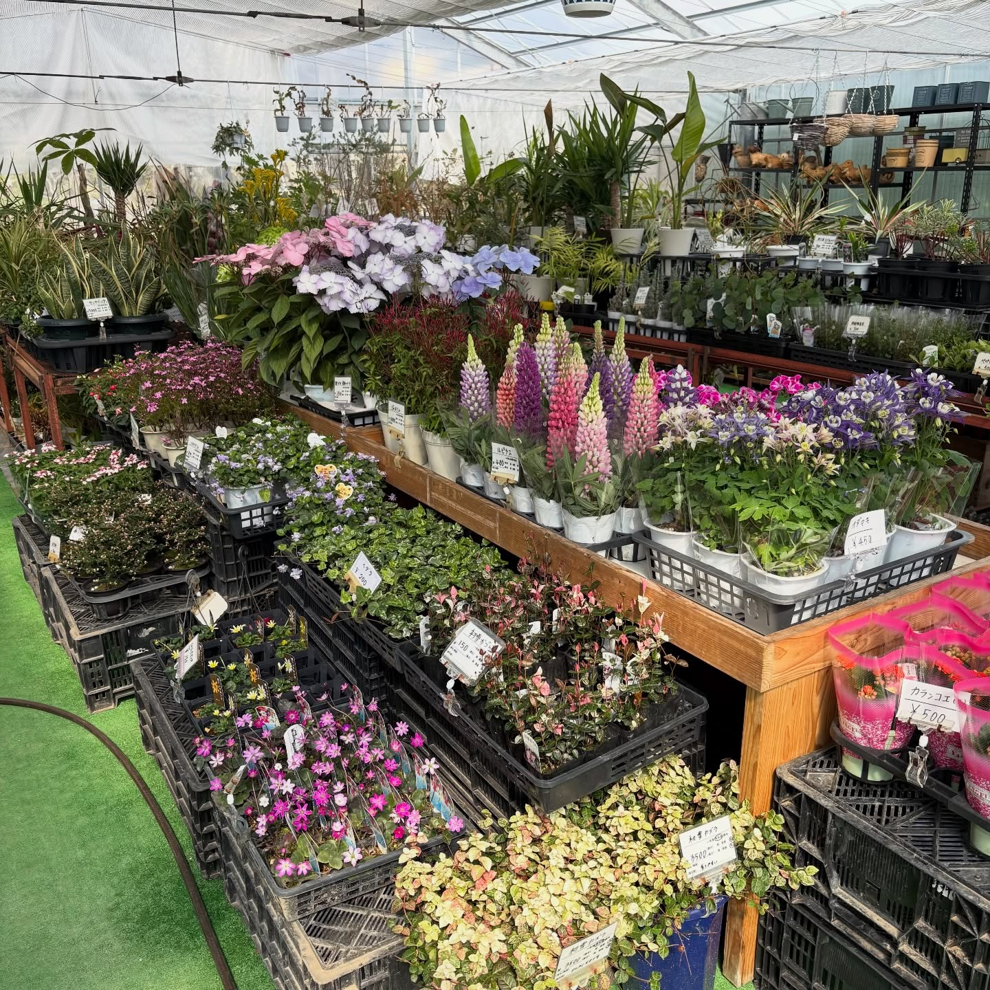 大人気のネモフィラが入荷しています🎶