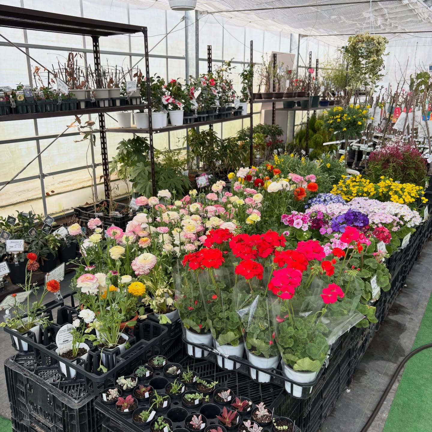 大人気のネモフィラが入荷しています🎶