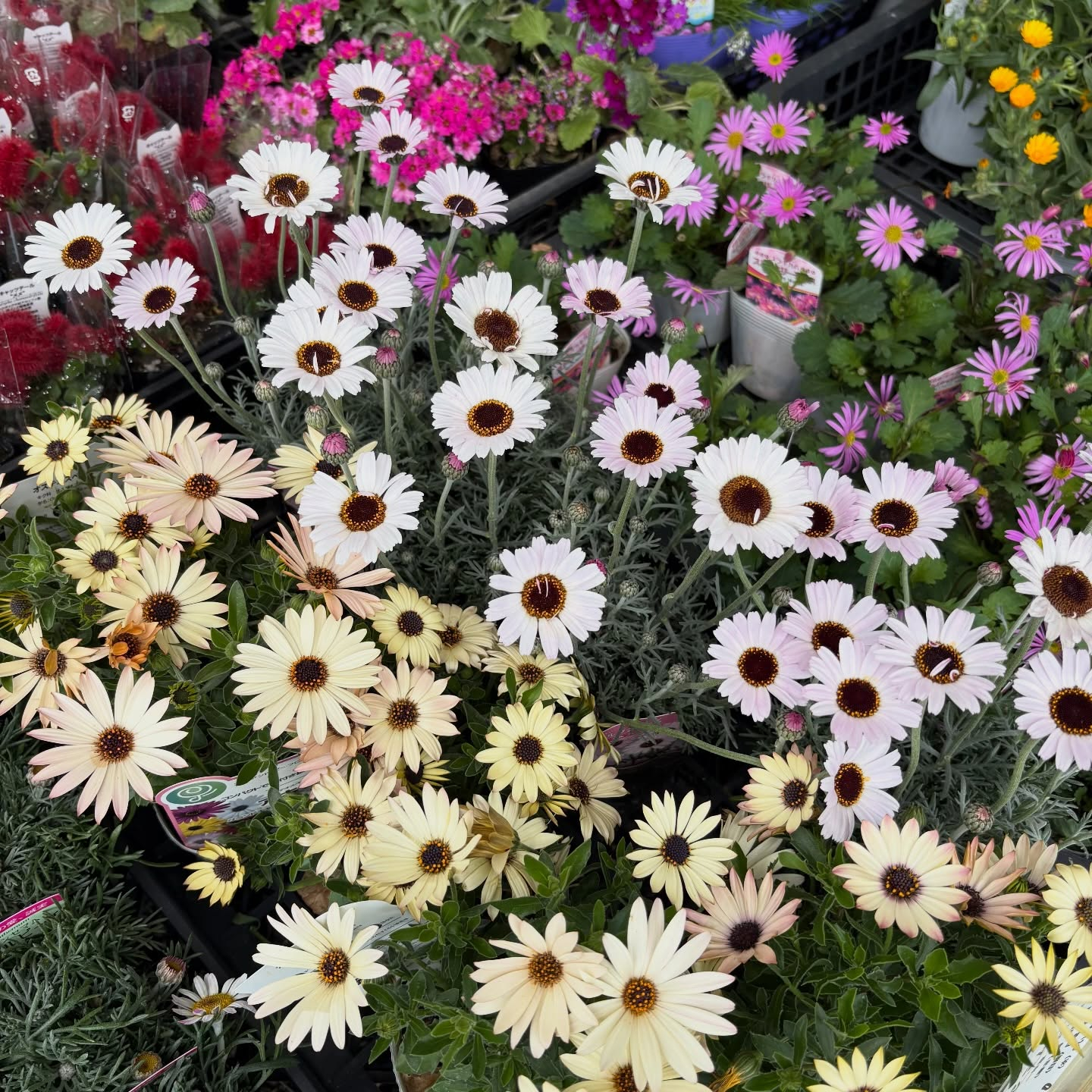 大人気のネモフィラが入荷しています🎶