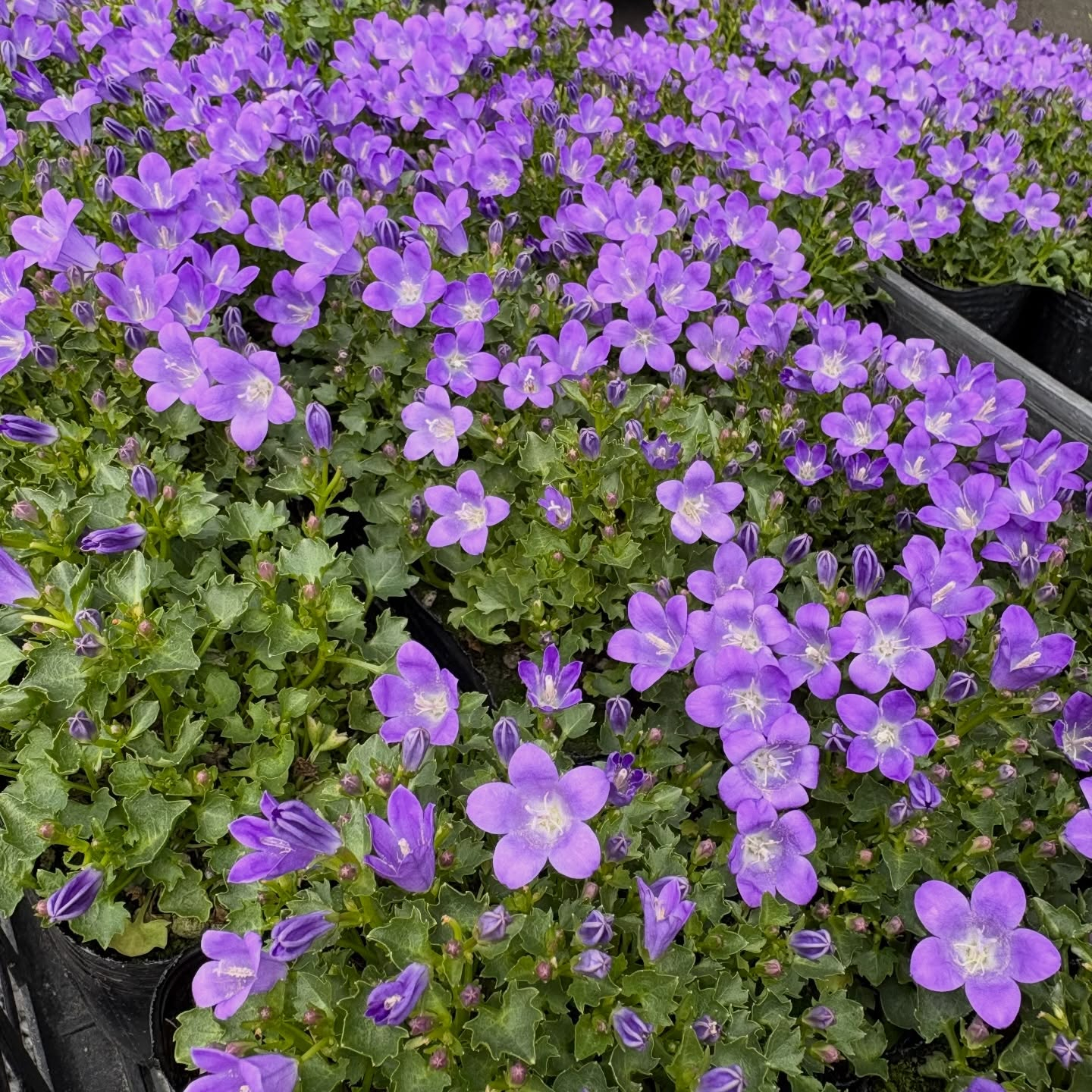 大人気のネモフィラが入荷しています🎶