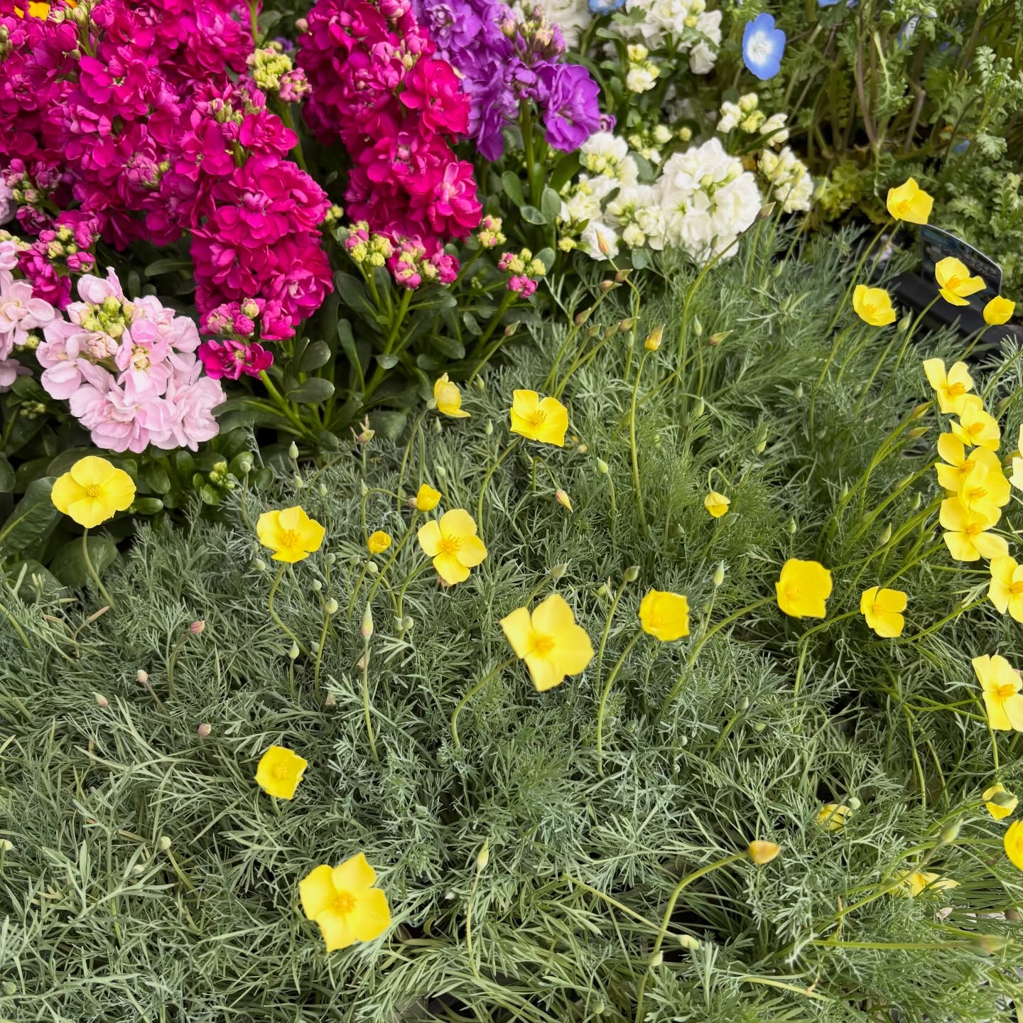 大人気のネモフィラが入荷しています🎶
