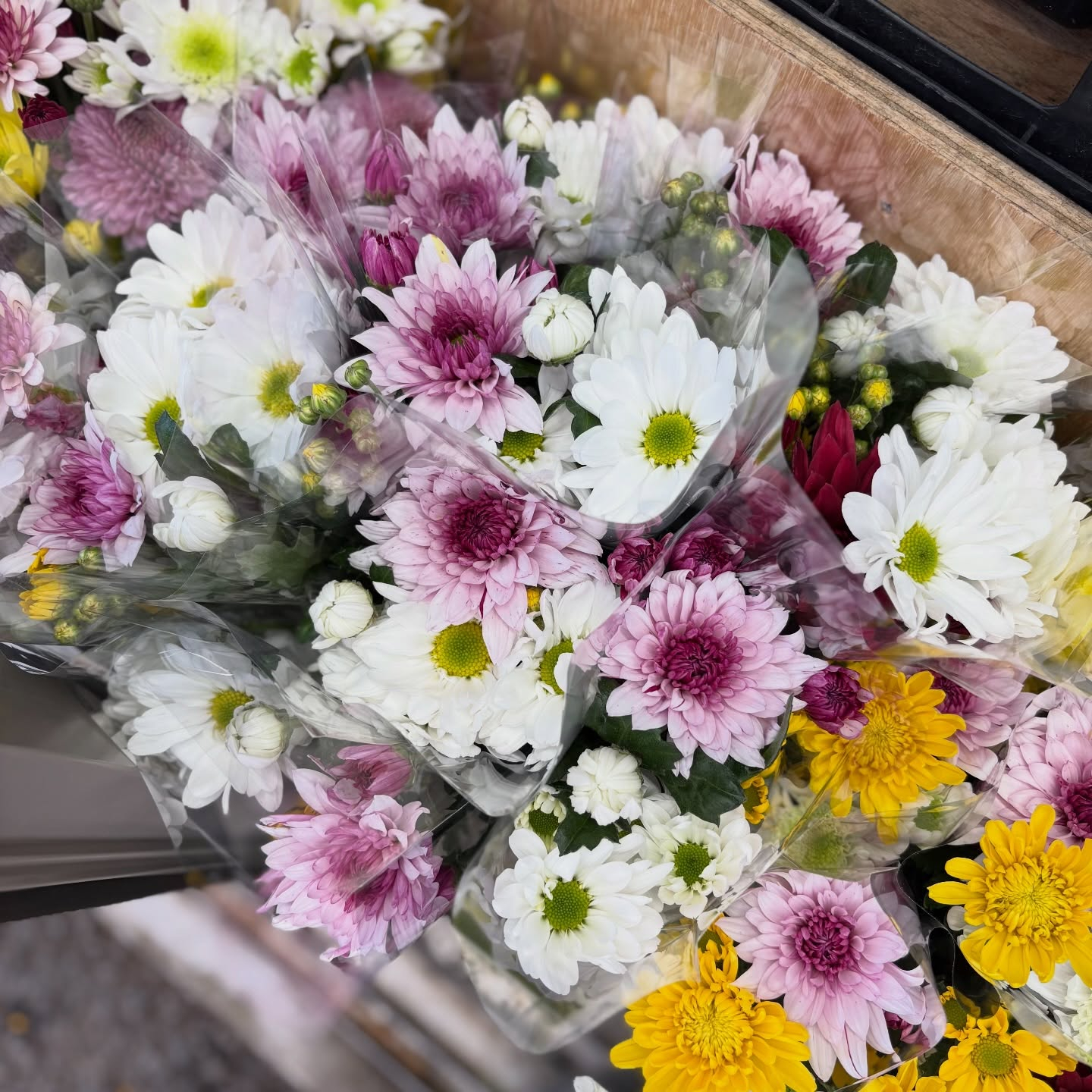 お彼岸用の菊の切花も販売中です🌼