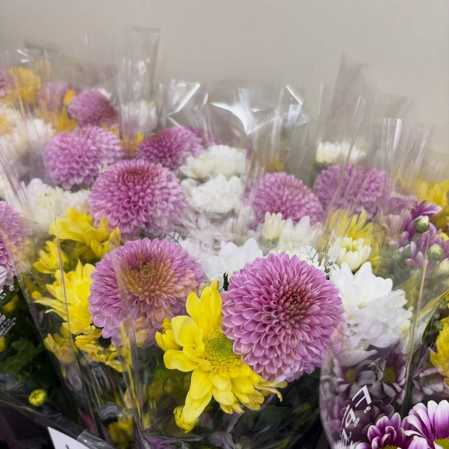 お彼岸用の菊の切花も販売中です🌼