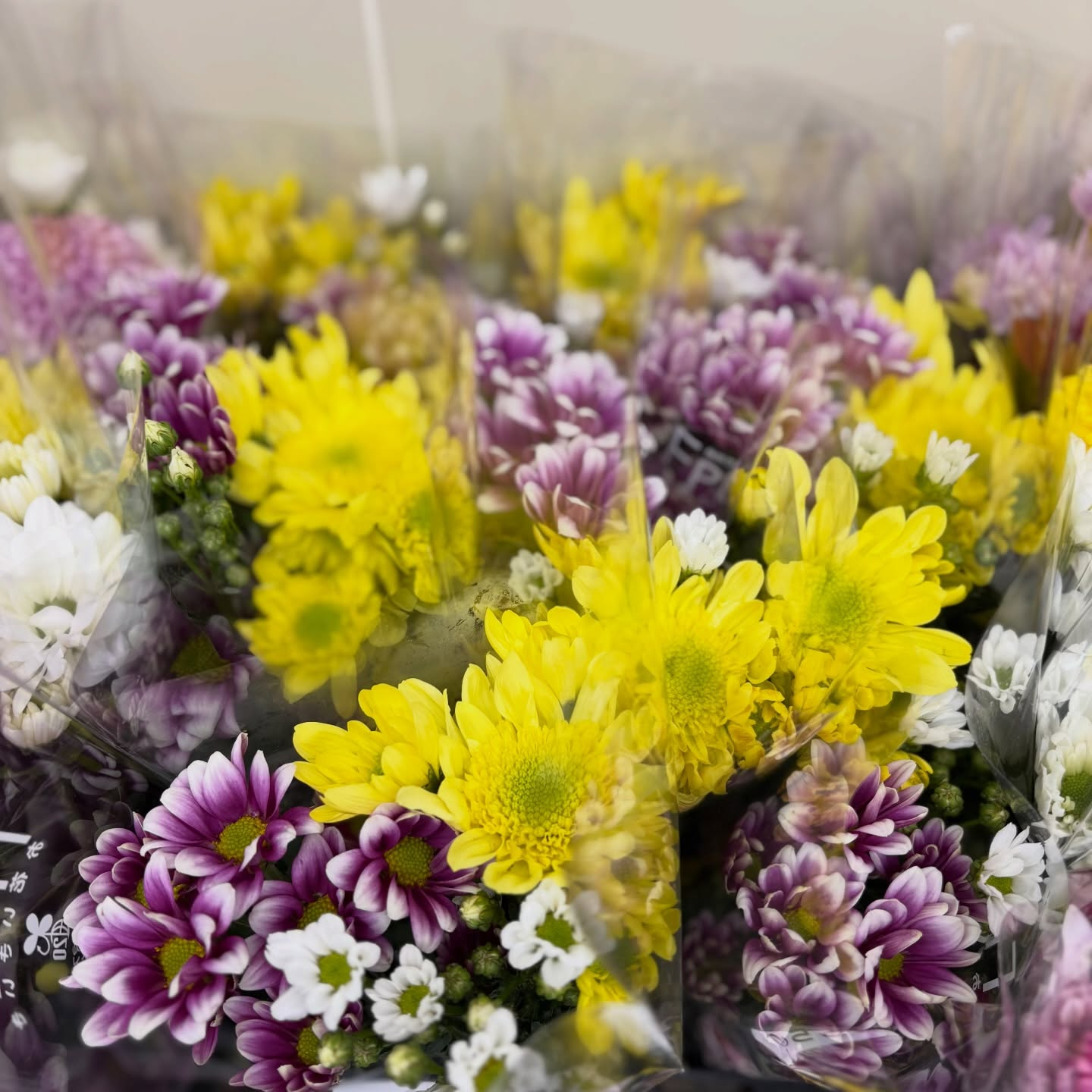 お彼岸用の菊の切花も販売中です🌼