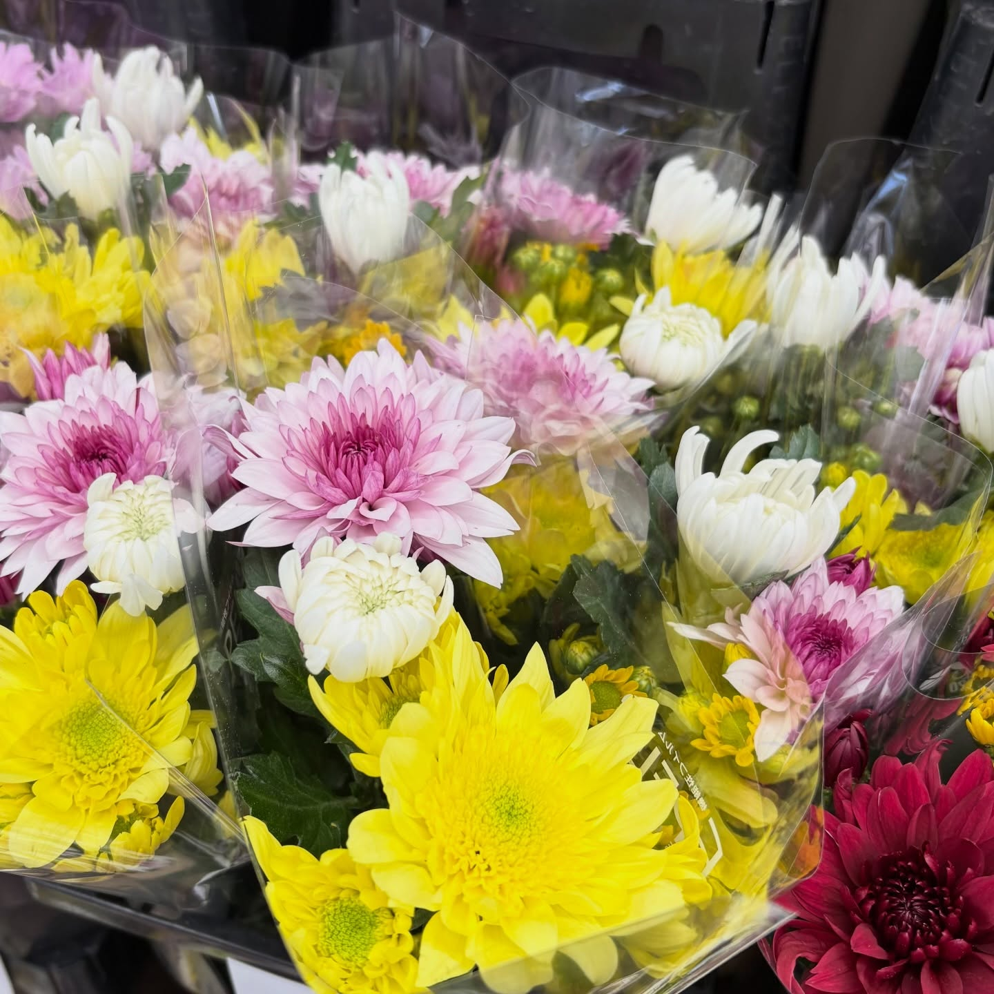 お彼岸用の菊の切花も販売中です🌼