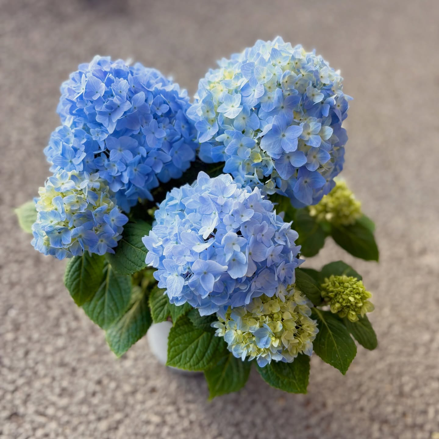 可愛い紫陽花が入荷しています🌿